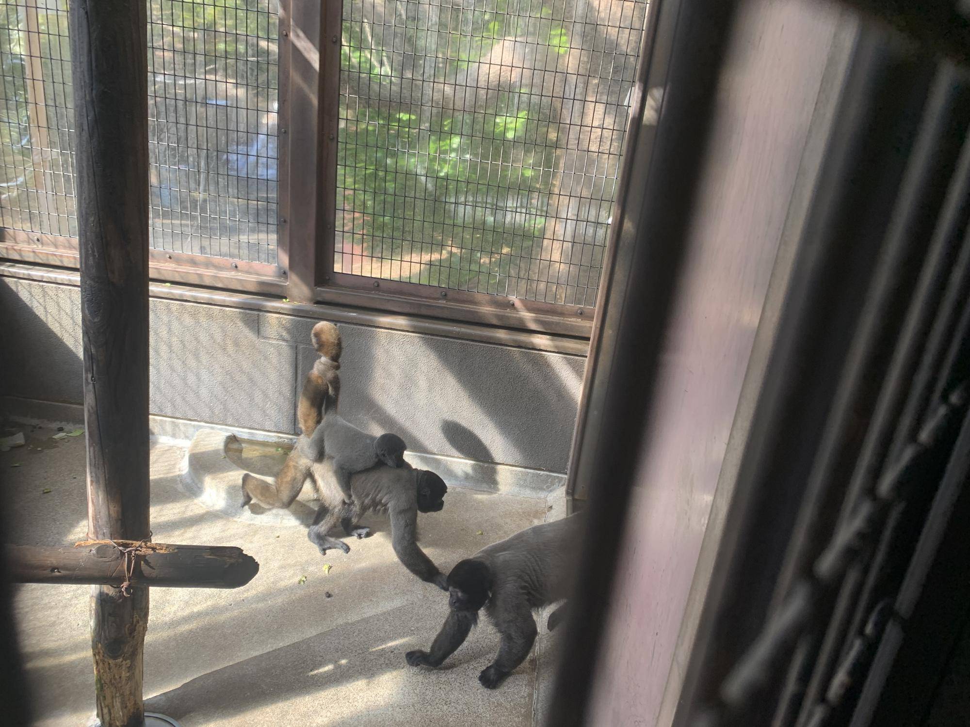 ウーリーモンキーの赤ちゃん成長記⑯３