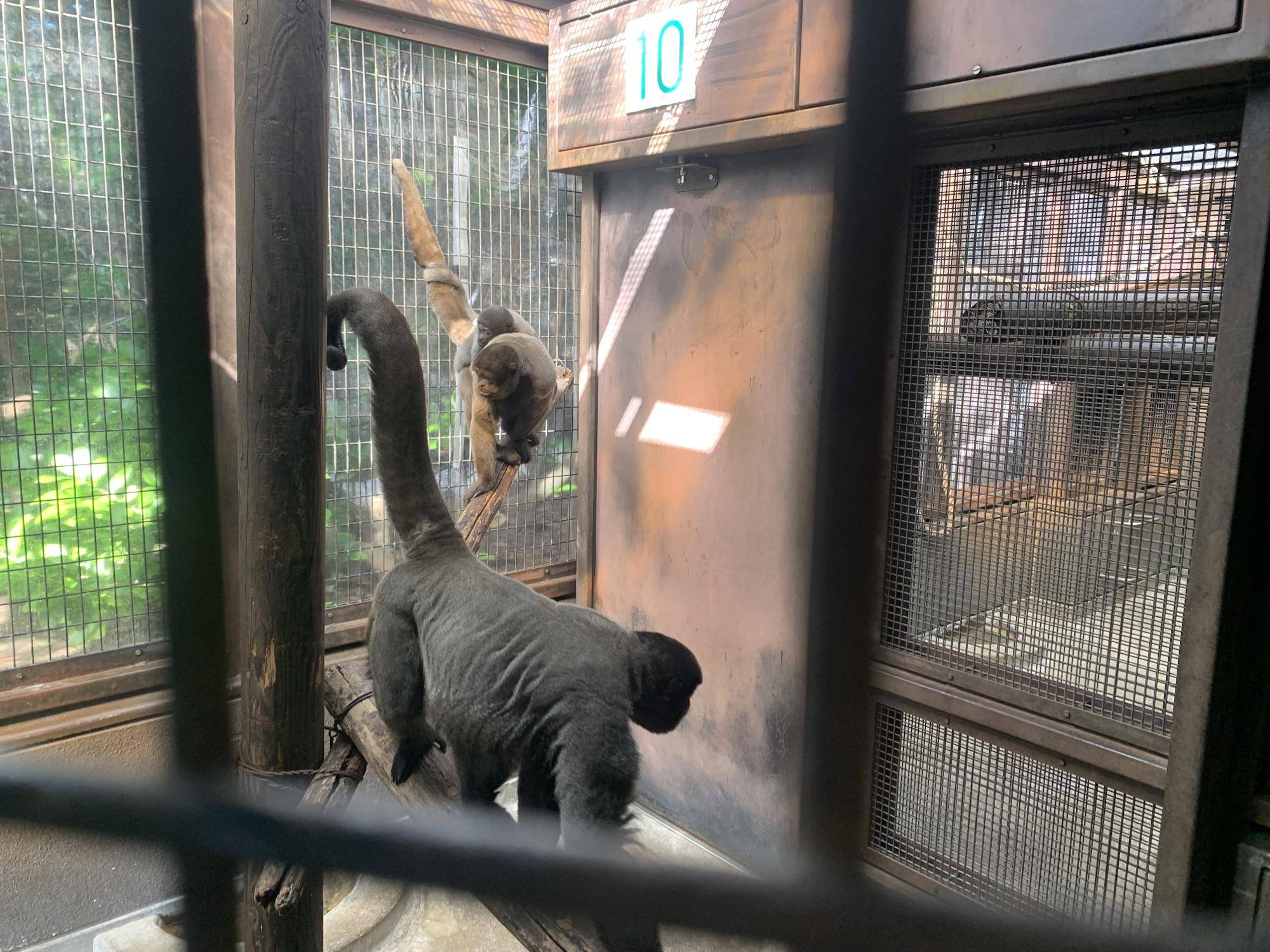 ウーリーモンキーの赤ちゃん成長記⑯２