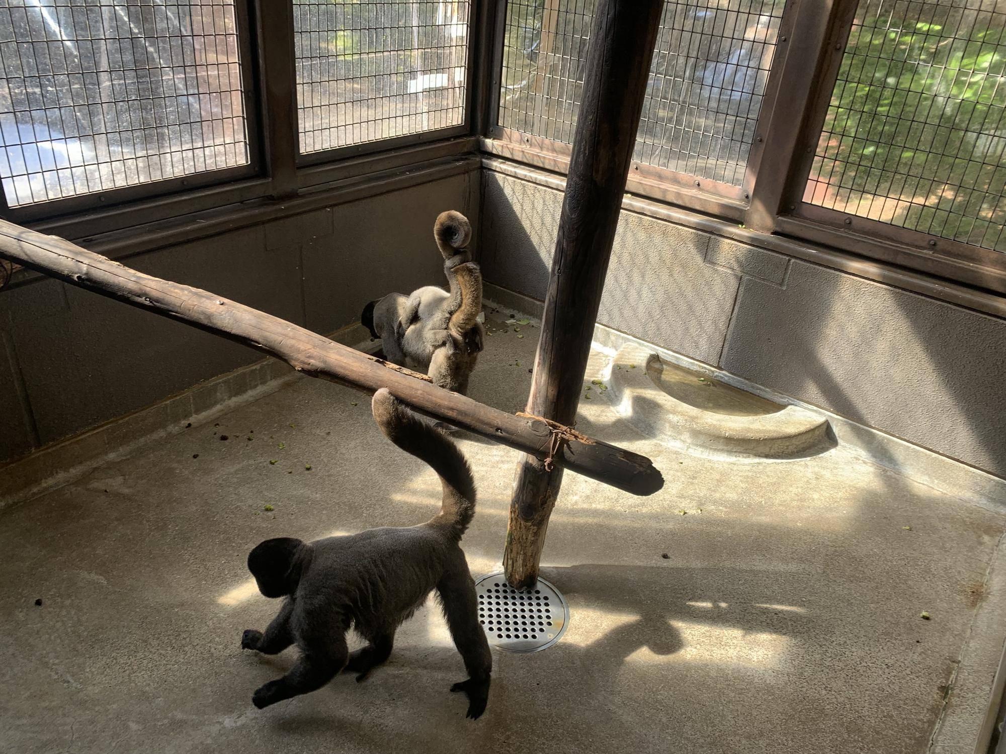 ウーリーモンキーの赤ちゃん成長記⑯5