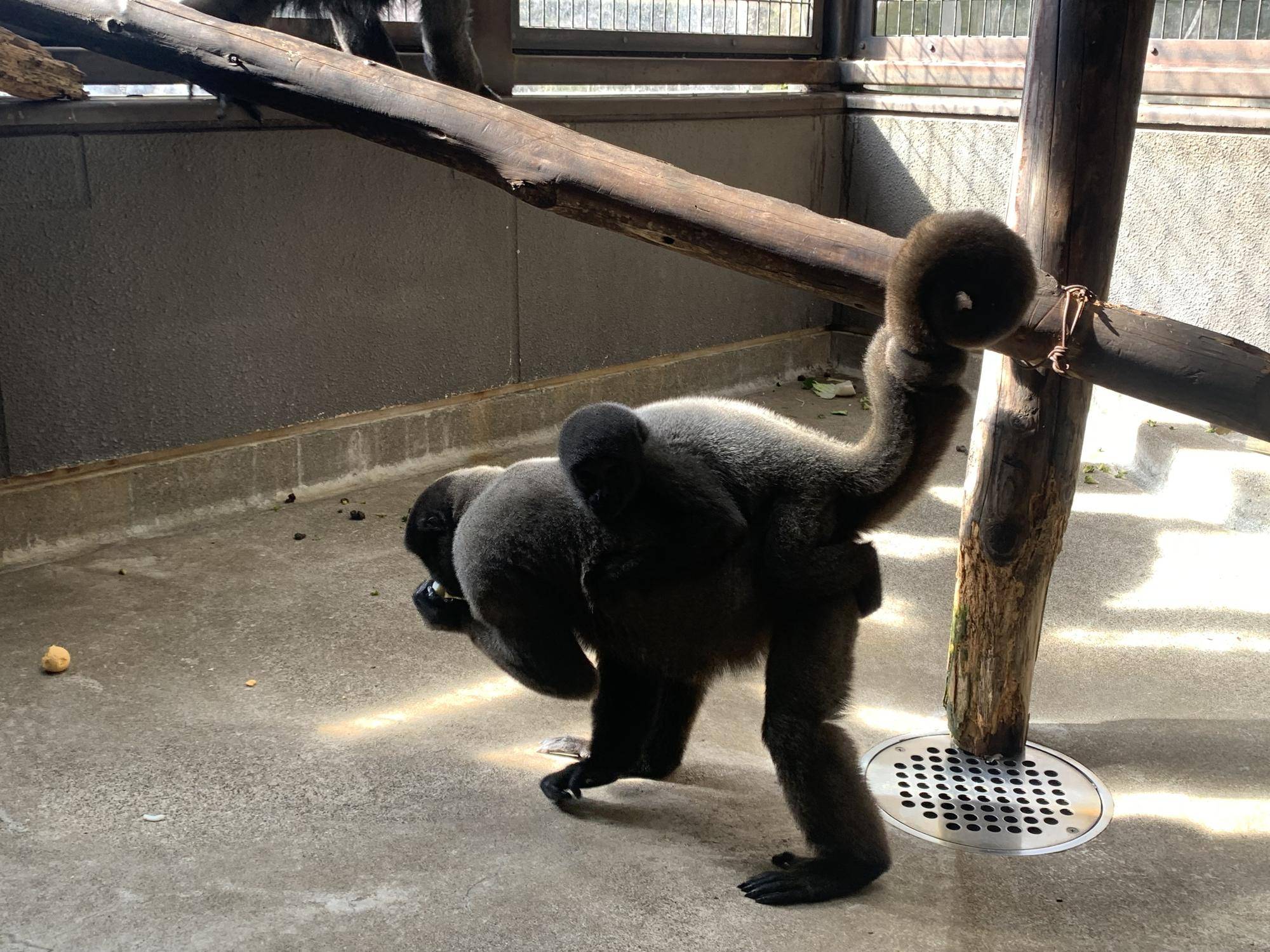 ウーリーモンキーの赤ちゃん成長記⑯４