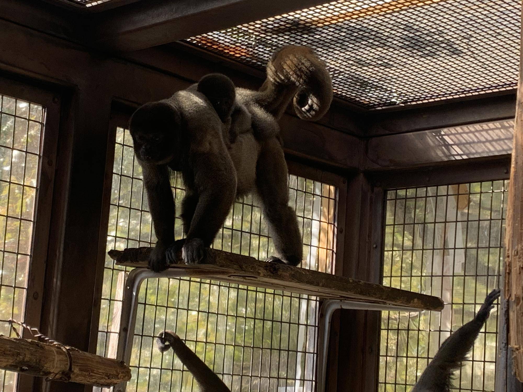 ウーリーモンキーの赤ちゃん成長記⑯７