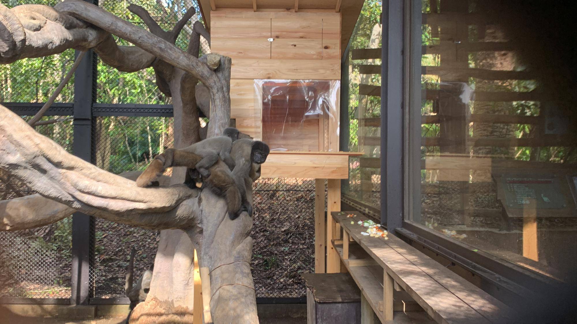 紅茶たちの工事後の展示場散歩２
