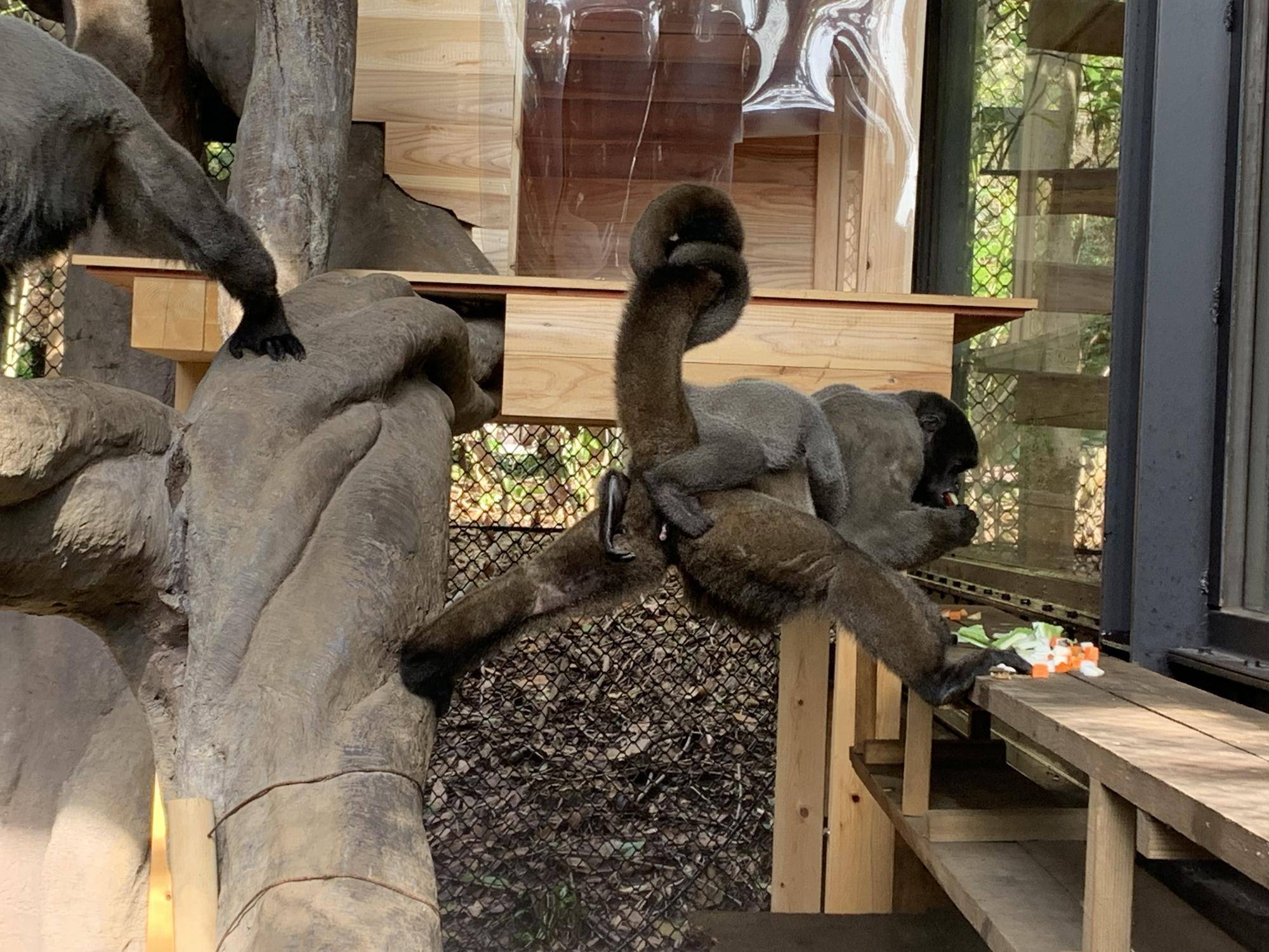 紅茶たちの工事後の展示場散歩３