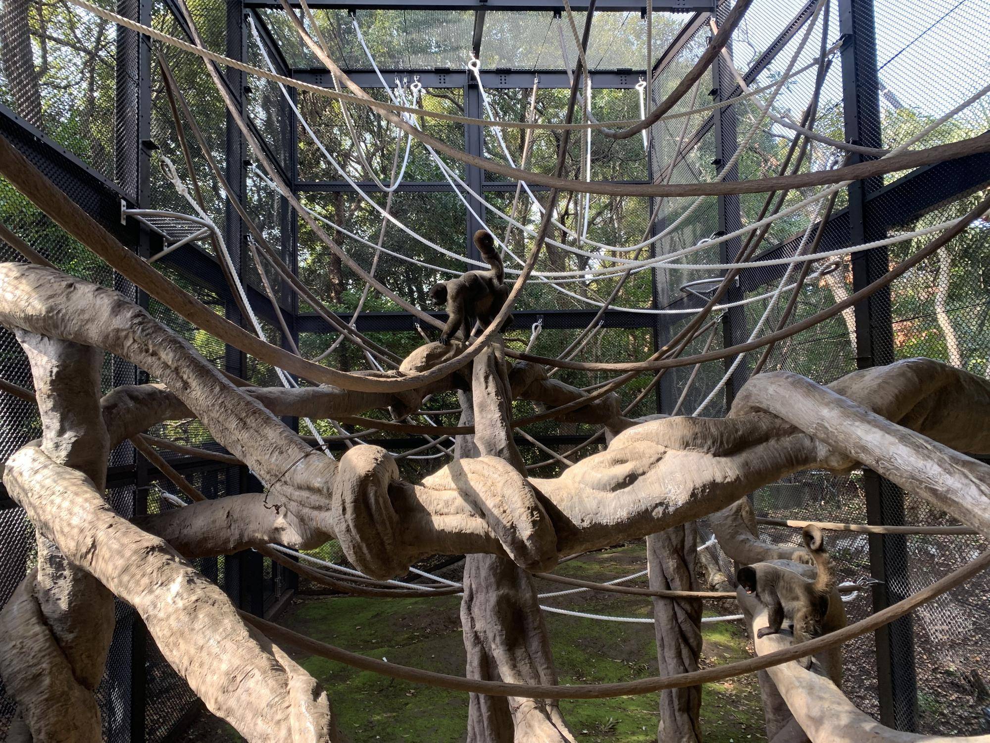 紅茶たちの工事後の展示場散歩９