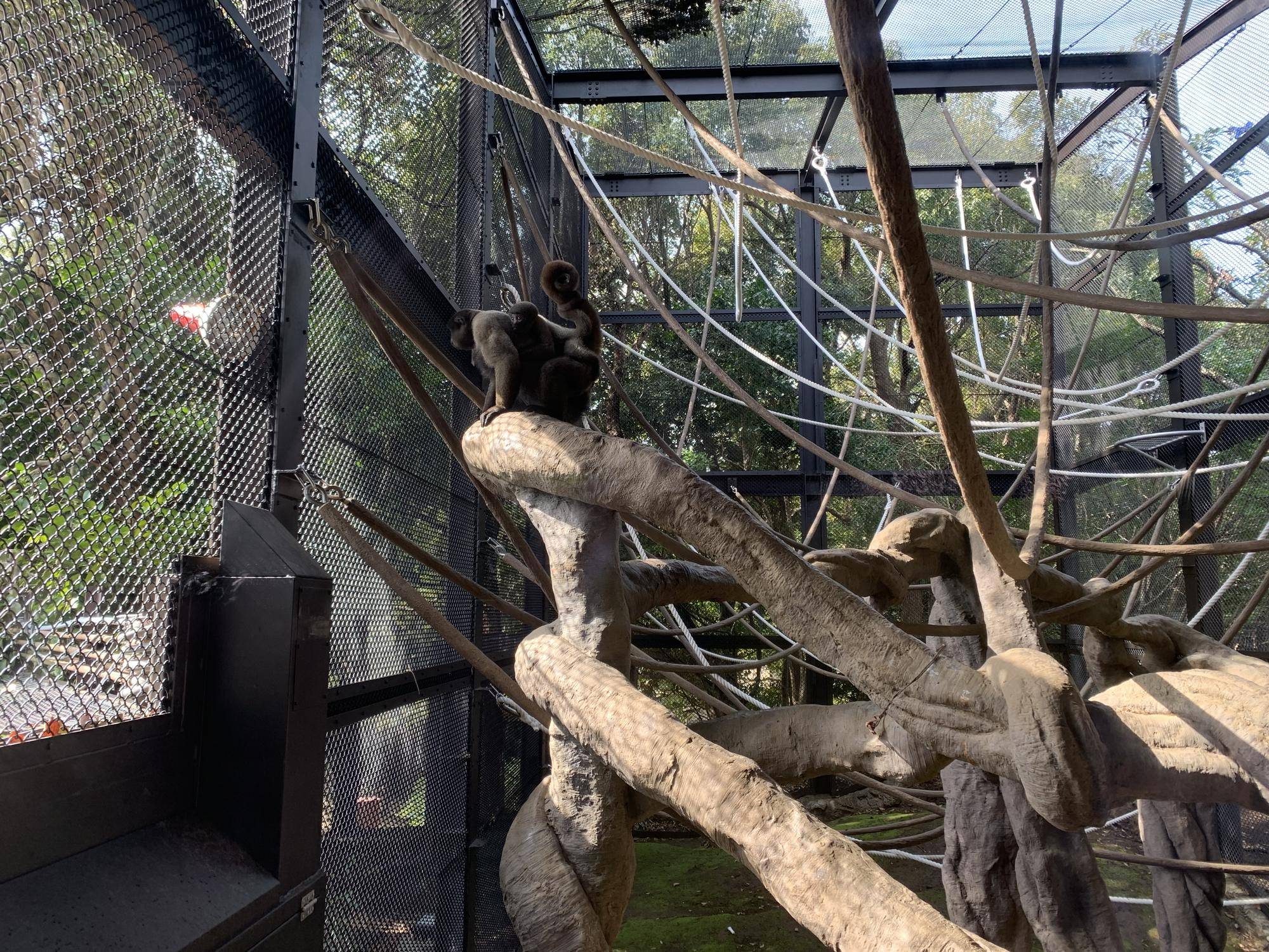 紅茶たちの工事後の展示場散歩４