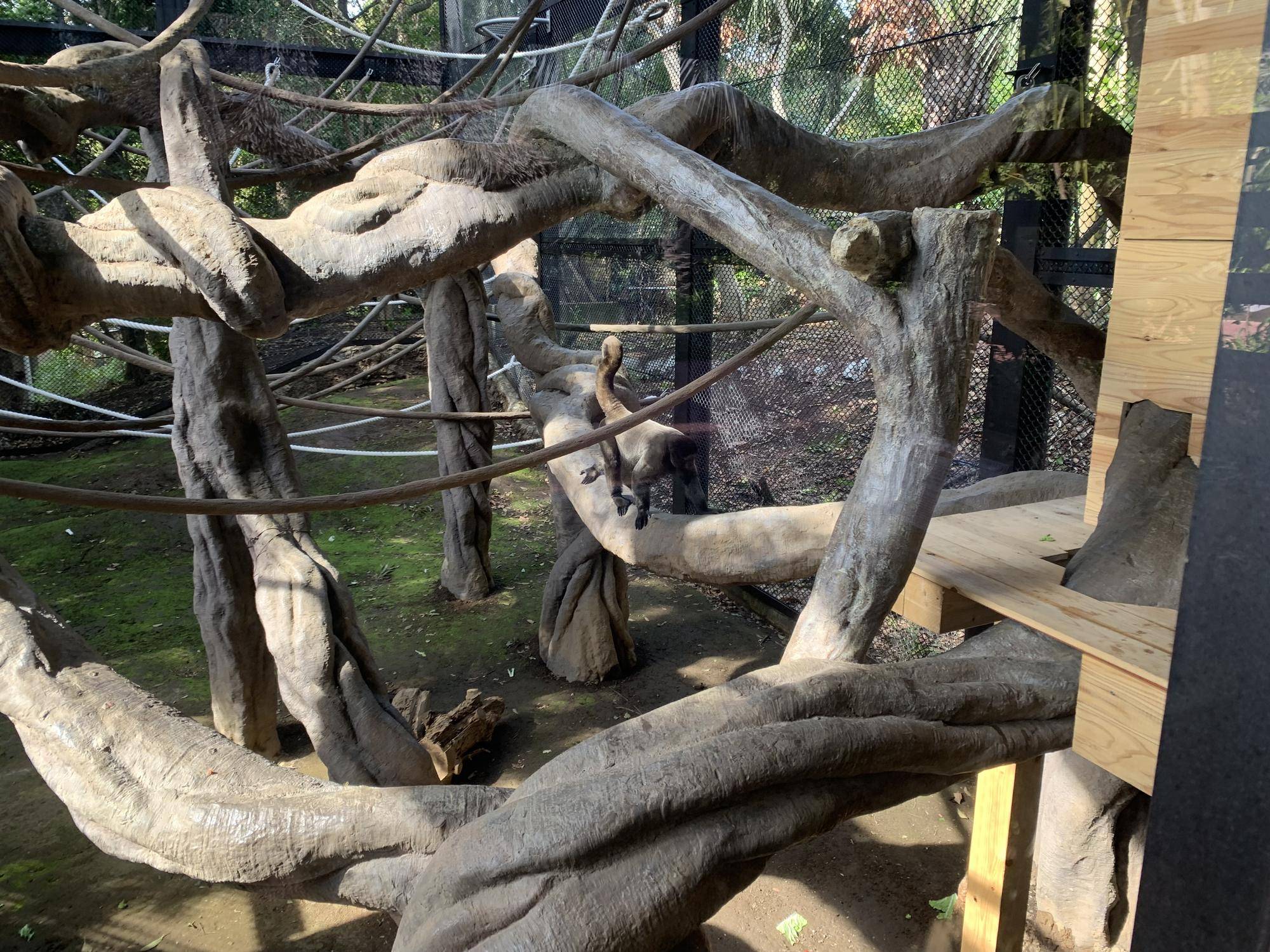 紅茶たちの工事後の展示場散歩５