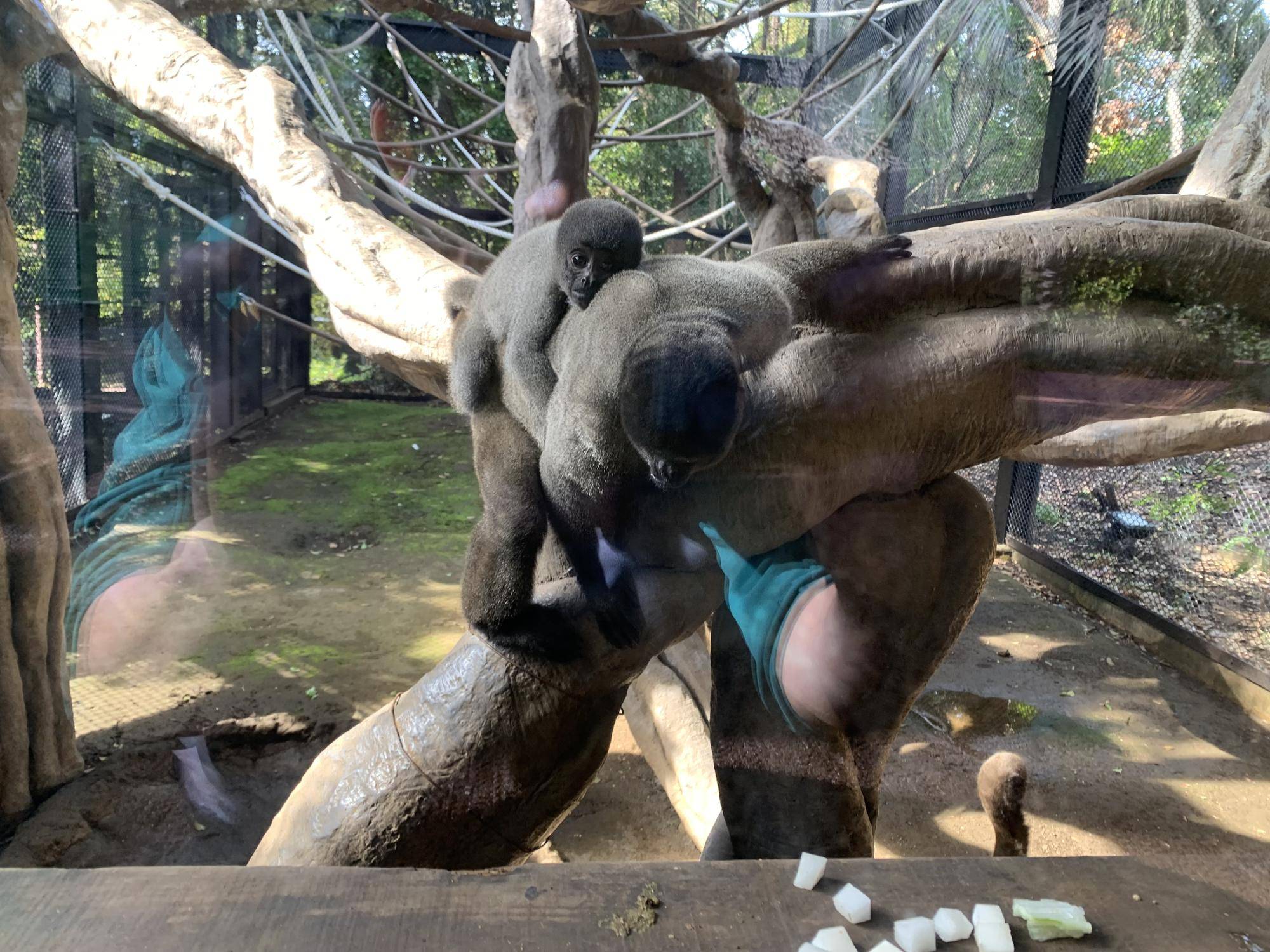 紅茶たちの工事後の展示場散歩６