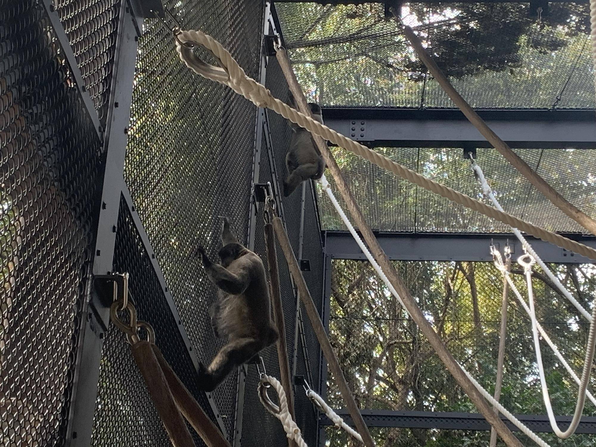 紅茶たちの工事後の展示場散歩７