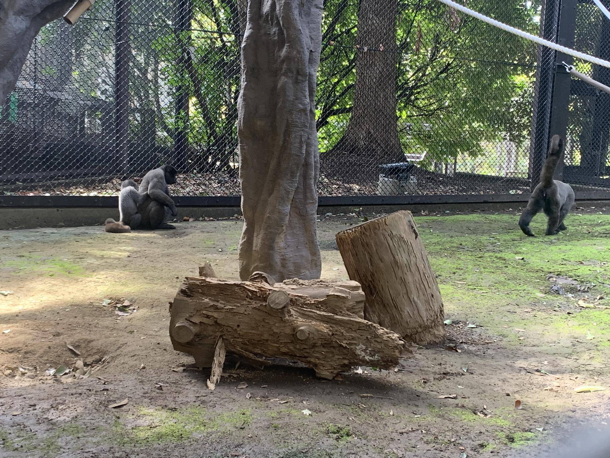 紅茶たちの工事後の展示場散歩７