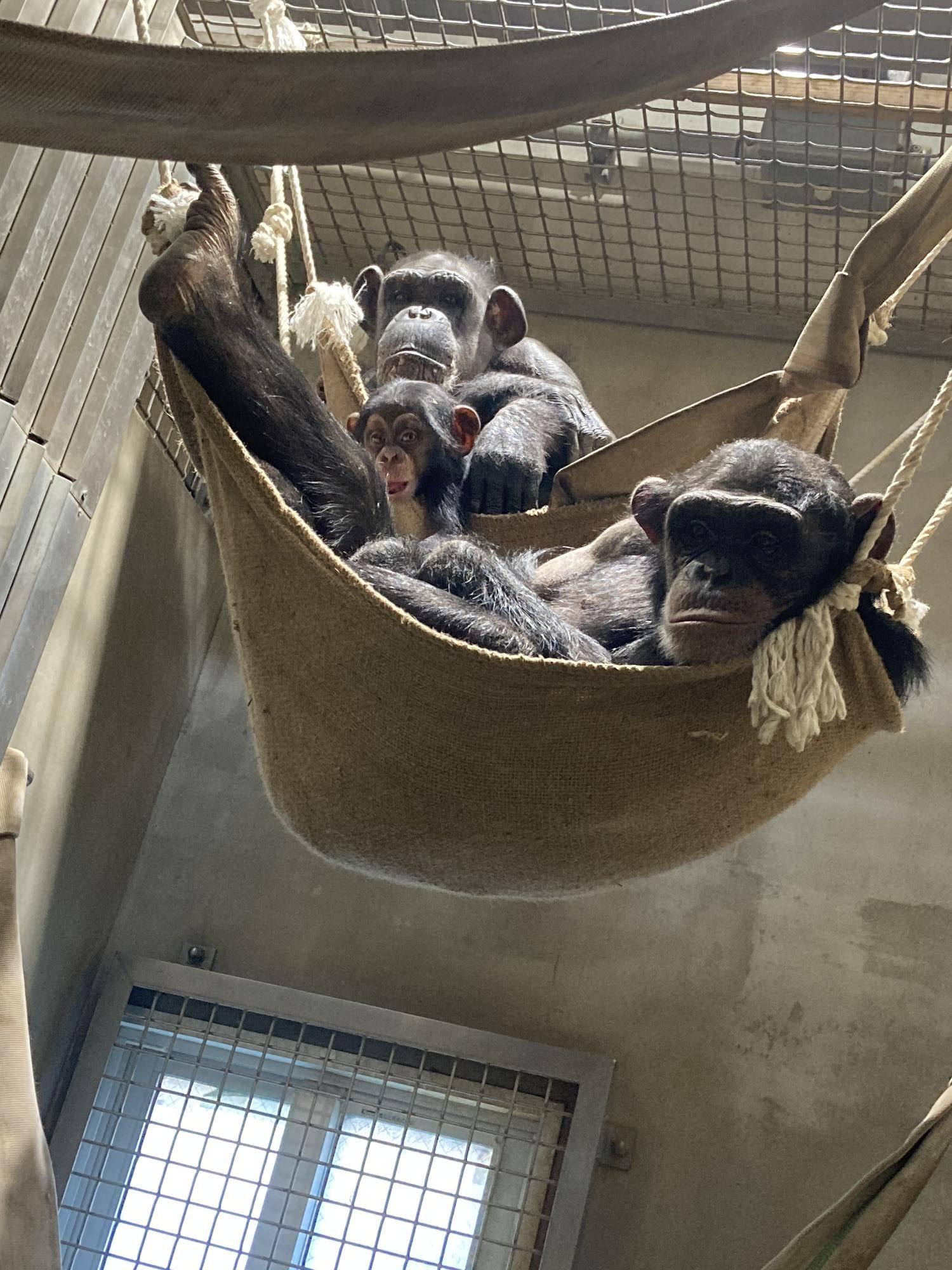 ハンモックでくつろぐチンパンジー親子(上からサチコ、コサチ、ハル).jpg