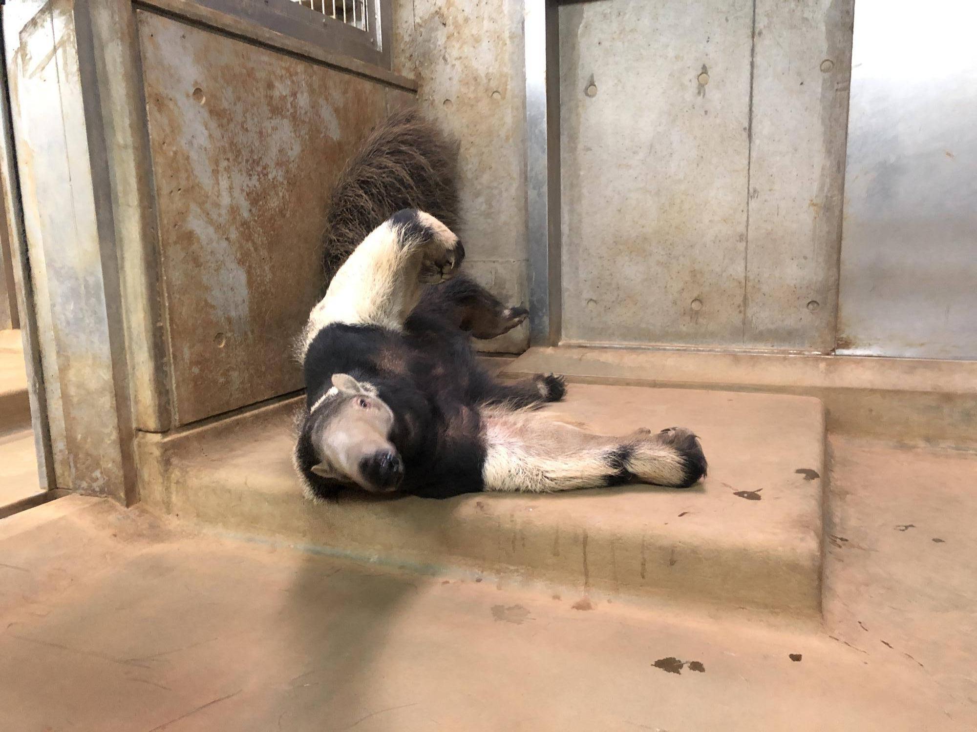 横になってこちらを見るオレオ