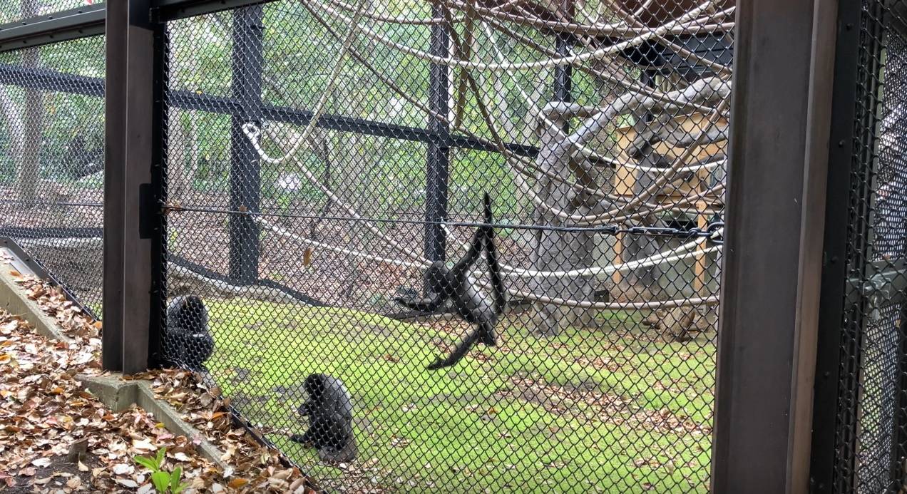 ｳｰﾘｰﾓﾝｷｰの赤ちゃん成長記⑱～1歳記念５