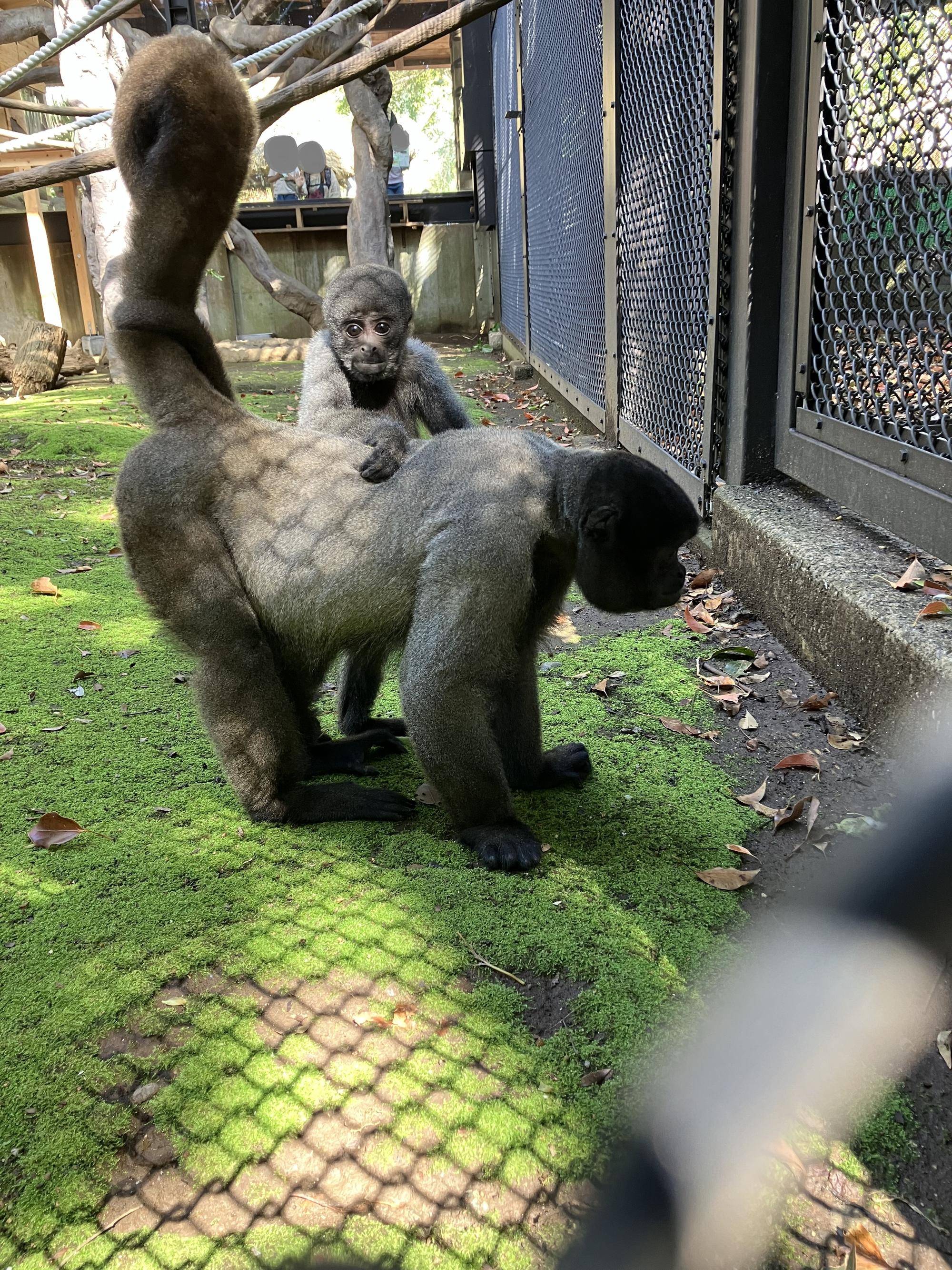ウーリーモンキーの赤ちゃん成長記⑰４