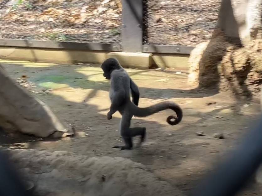 ウーリーモンキーの赤ちゃん成長記⑰３