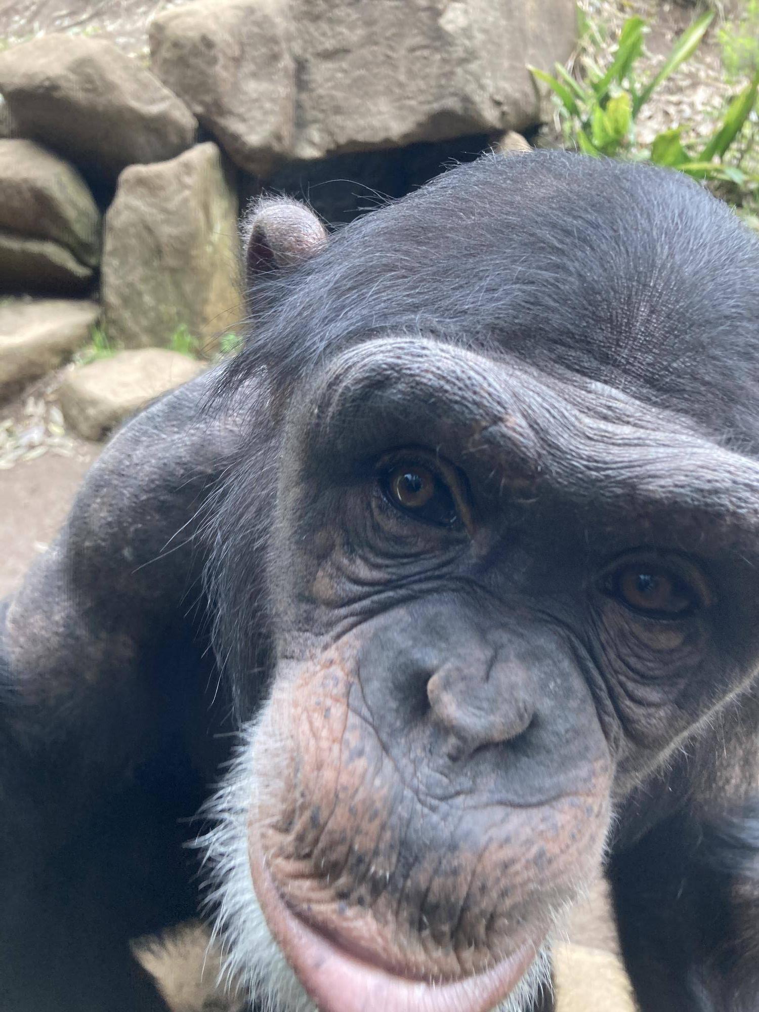 いきなり近寄ってきたチンパンジーのハル（メス）.jpg