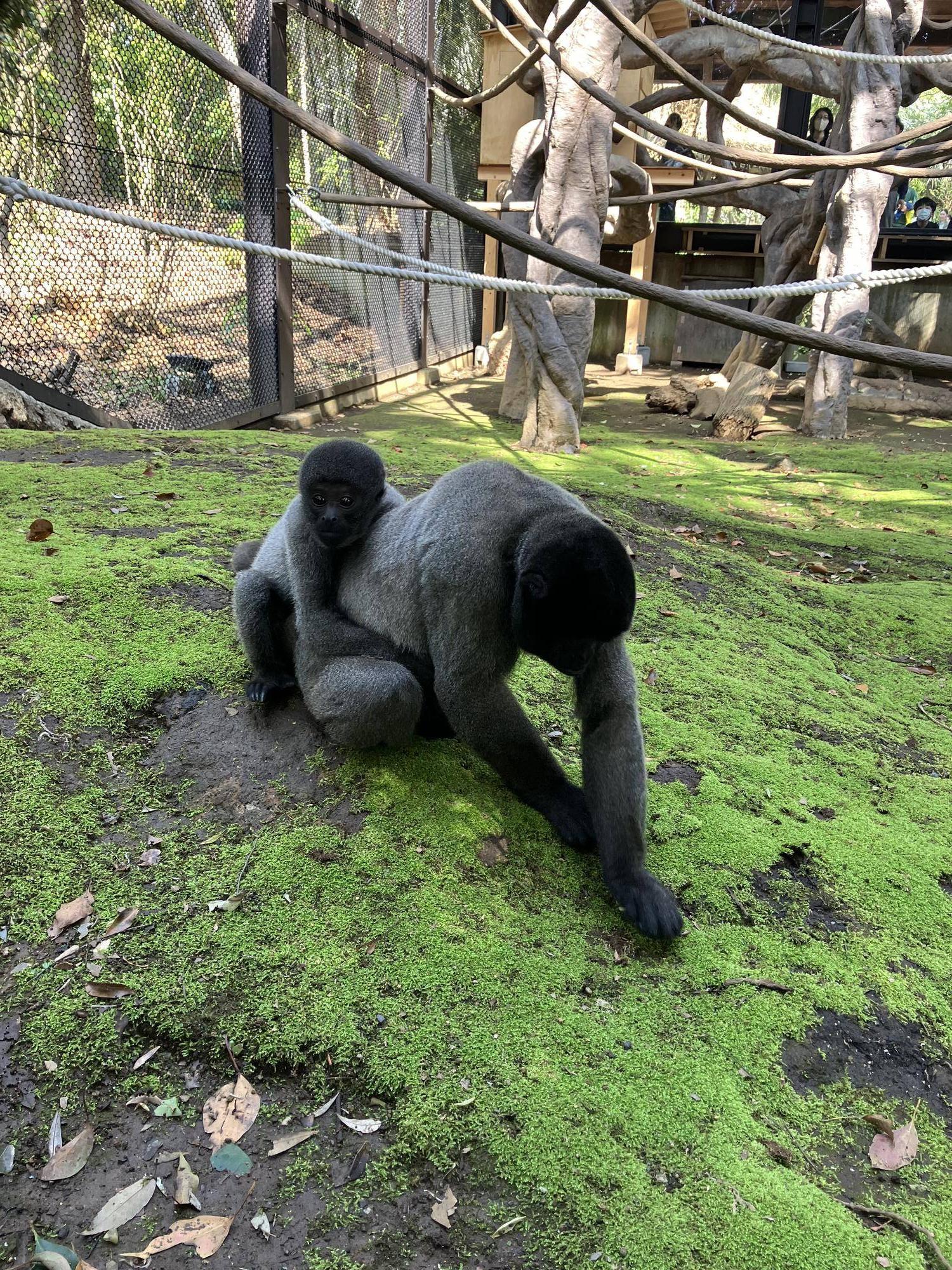 ウーリーモンキーの赤ちゃん成長記⑱～１歳記念～２