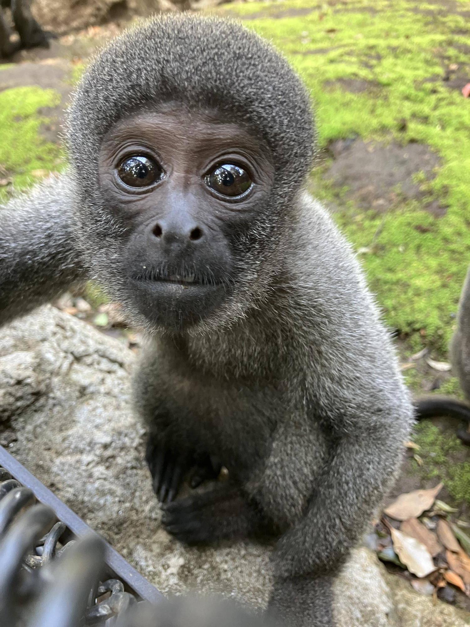 ウーリーモンキーの赤ちゃん成長記⑰５