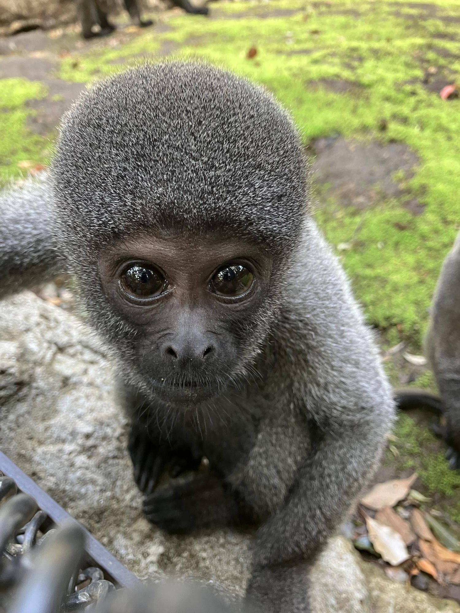 ｳｰﾘｰﾓﾝｷｰの赤ちゃん成長記⑱～1歳記念