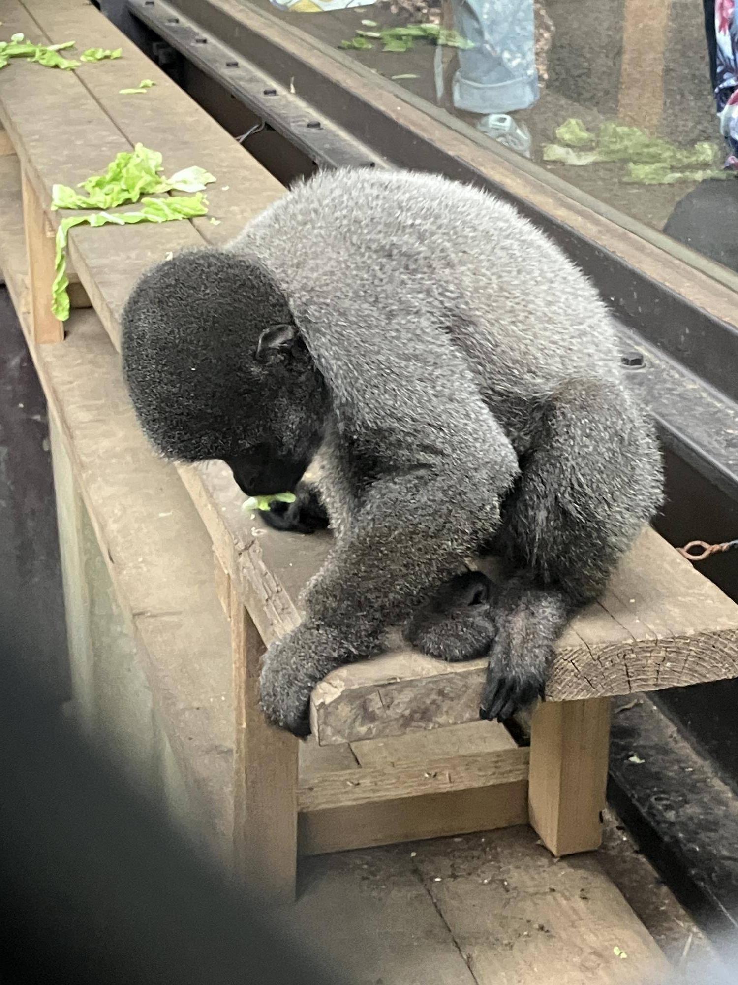 ウーリーモンキーの赤ちゃん成長記⑱～１歳記念～３