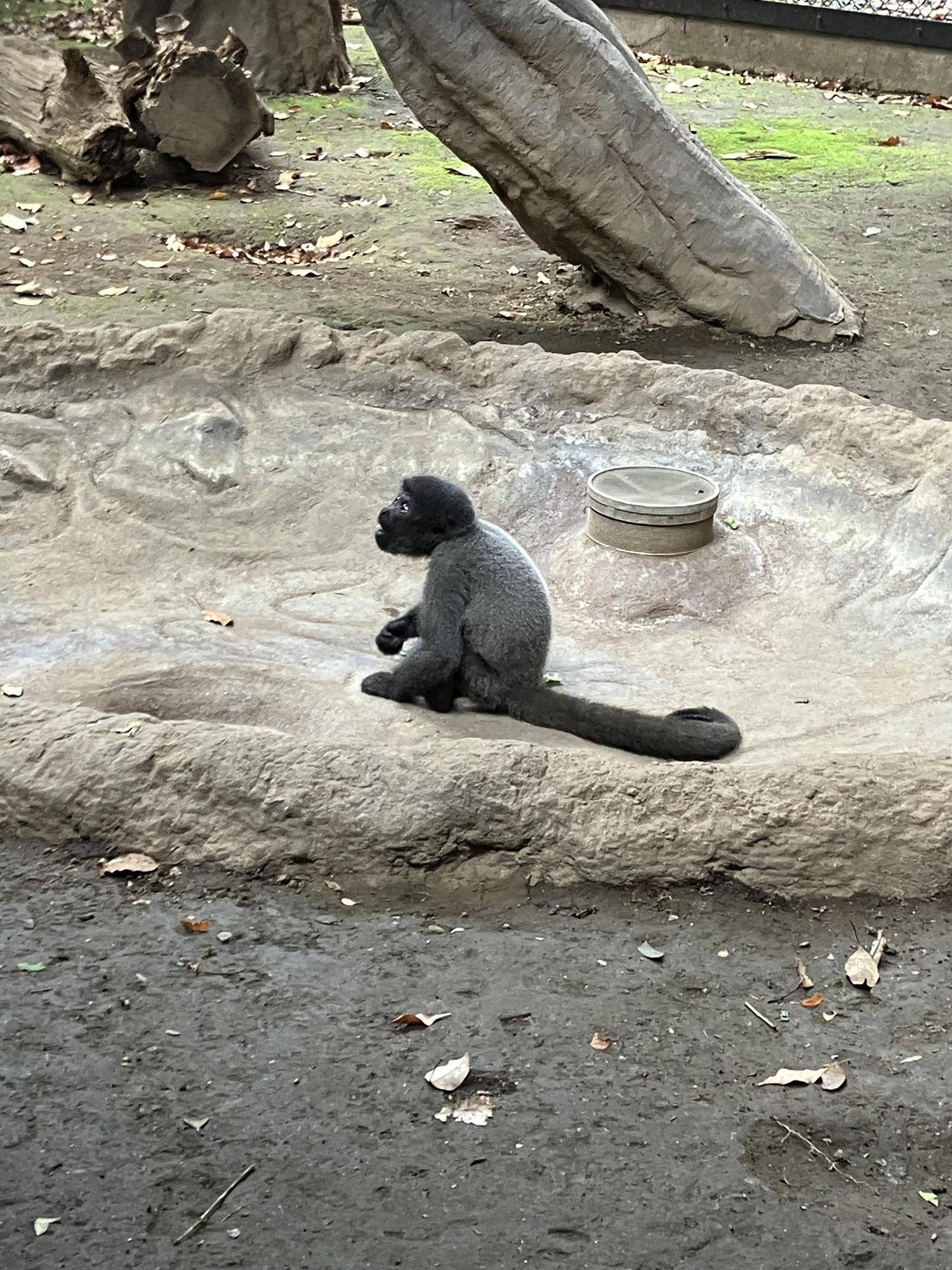 ウーリーモンキーの赤ちゃん成長記⑱～１歳記念～４