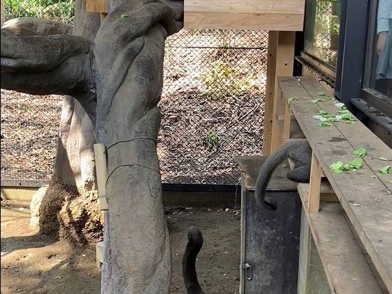 ウーリーモンキーの赤ちゃん成長記⑰2