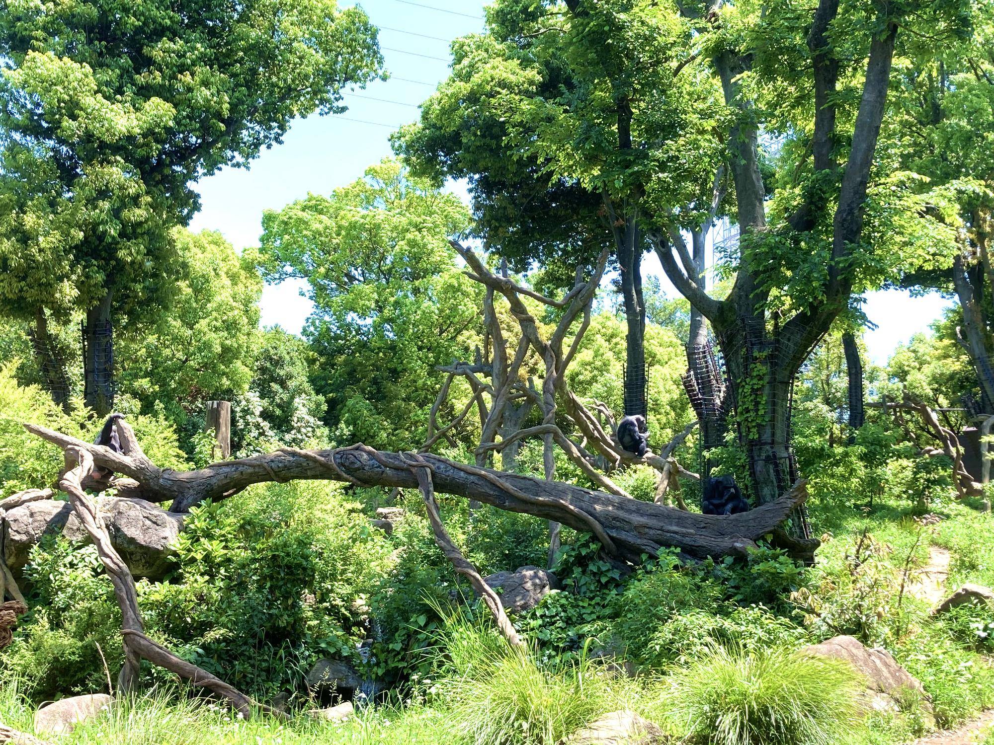 新緑に囲まれたチンパンジー展示場.jpg