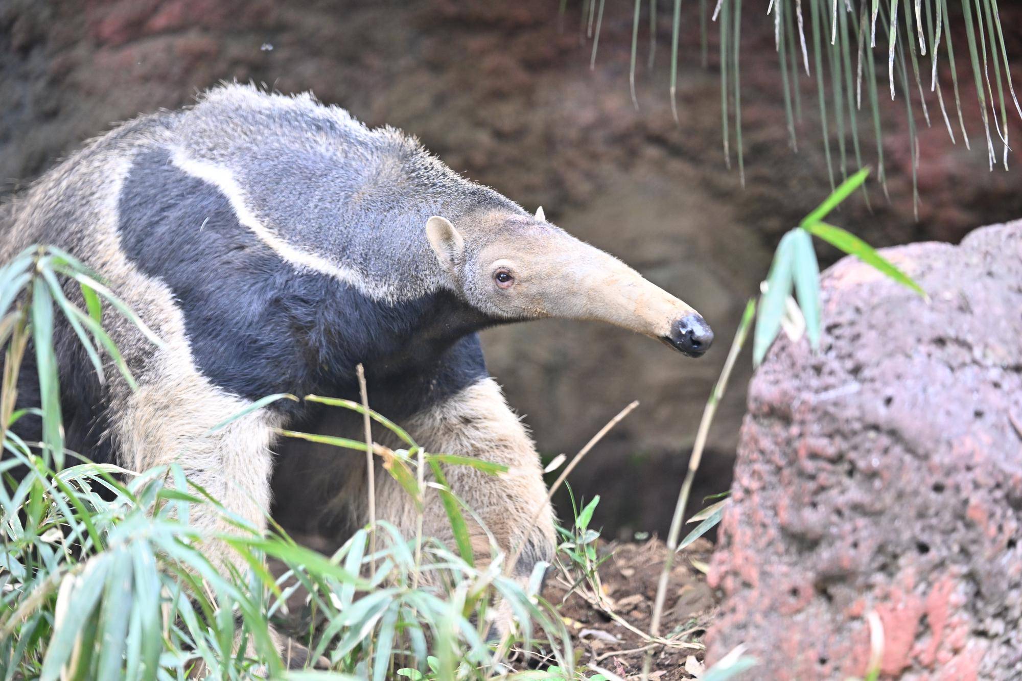 展示場のオレオ