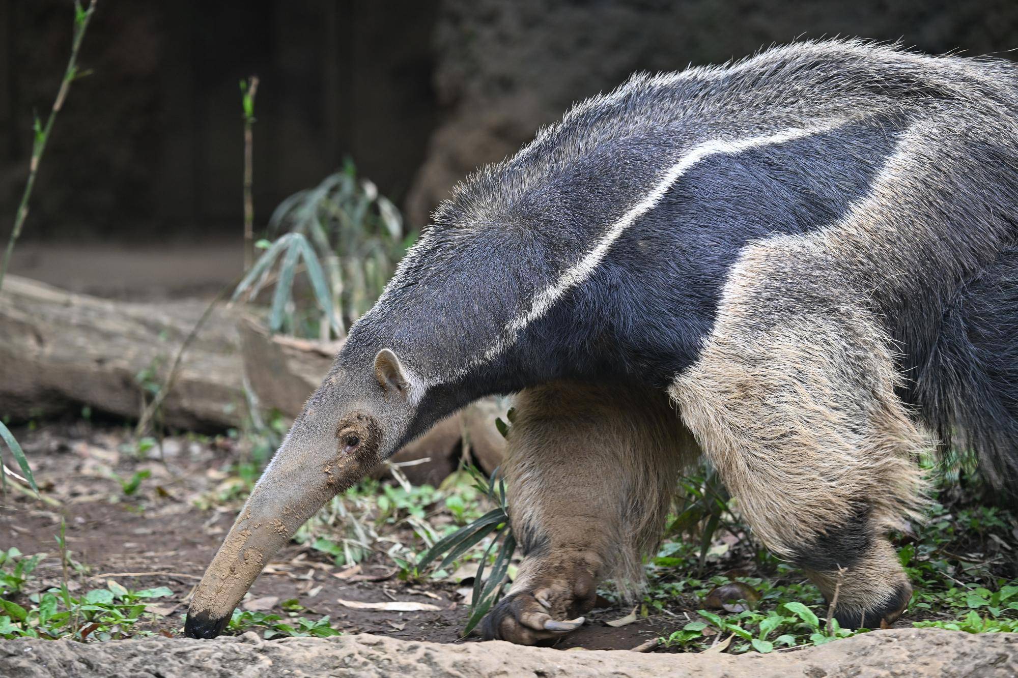 顔に土が付いているオレオ