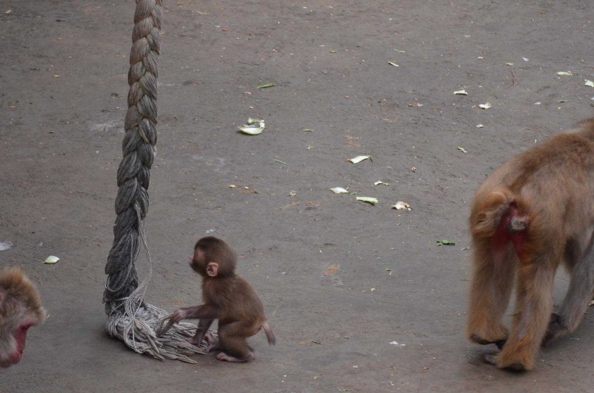 ミロが出産しました!3
