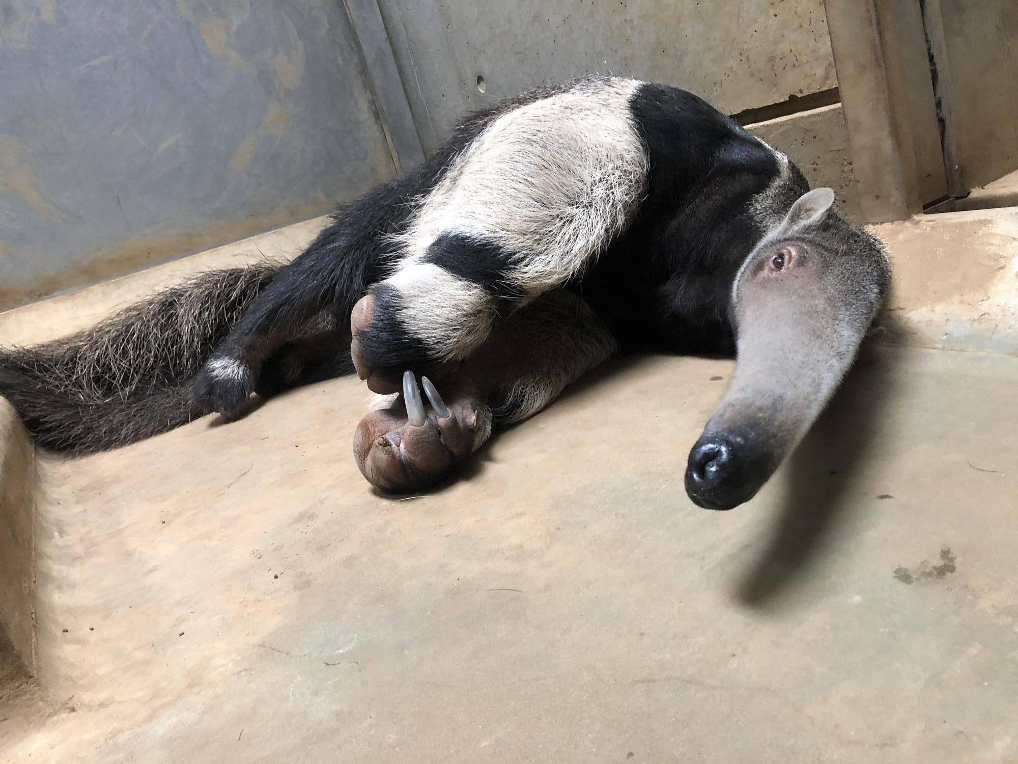 寝ているオレオ