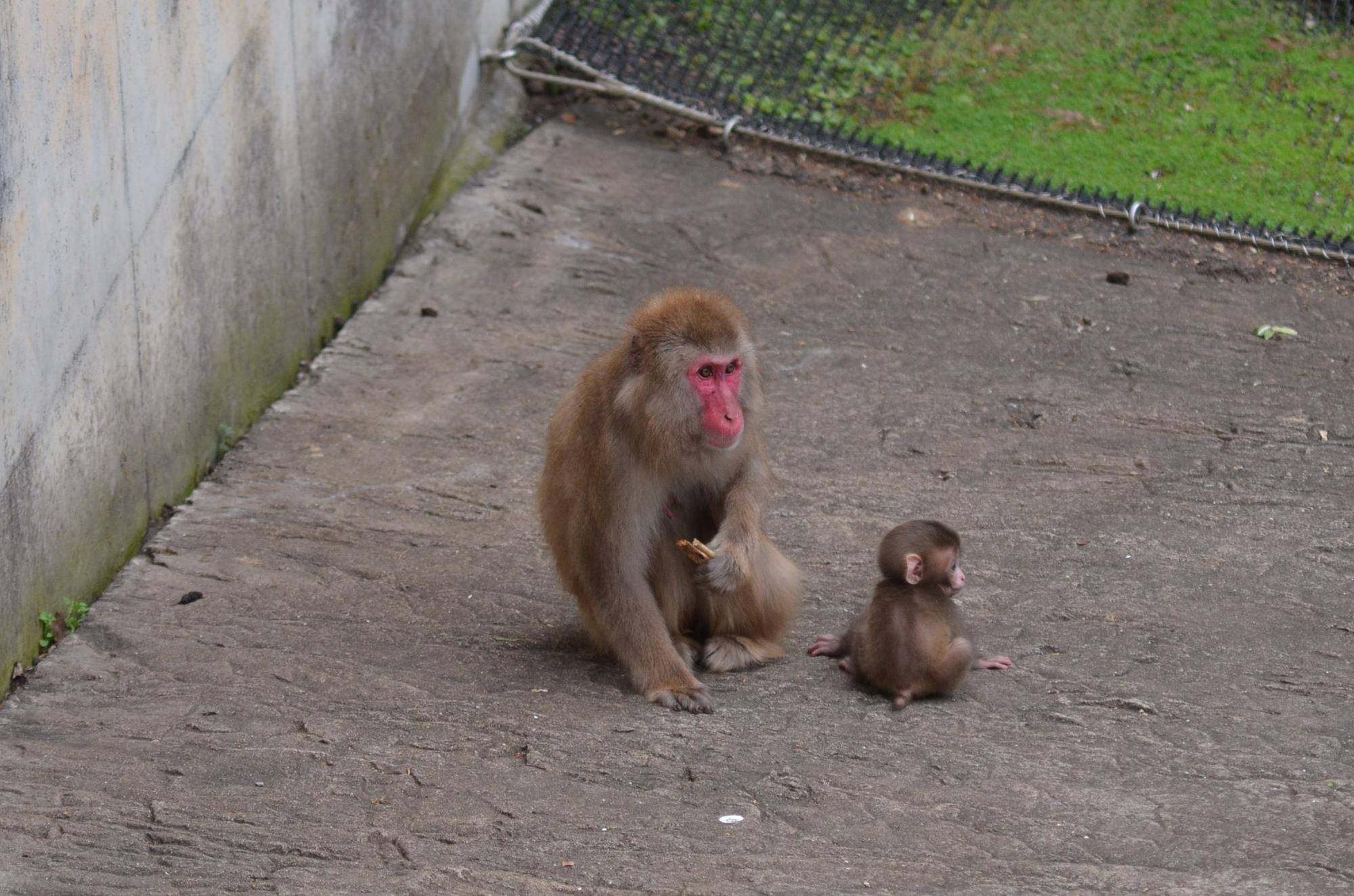 ミロが出産しました!2