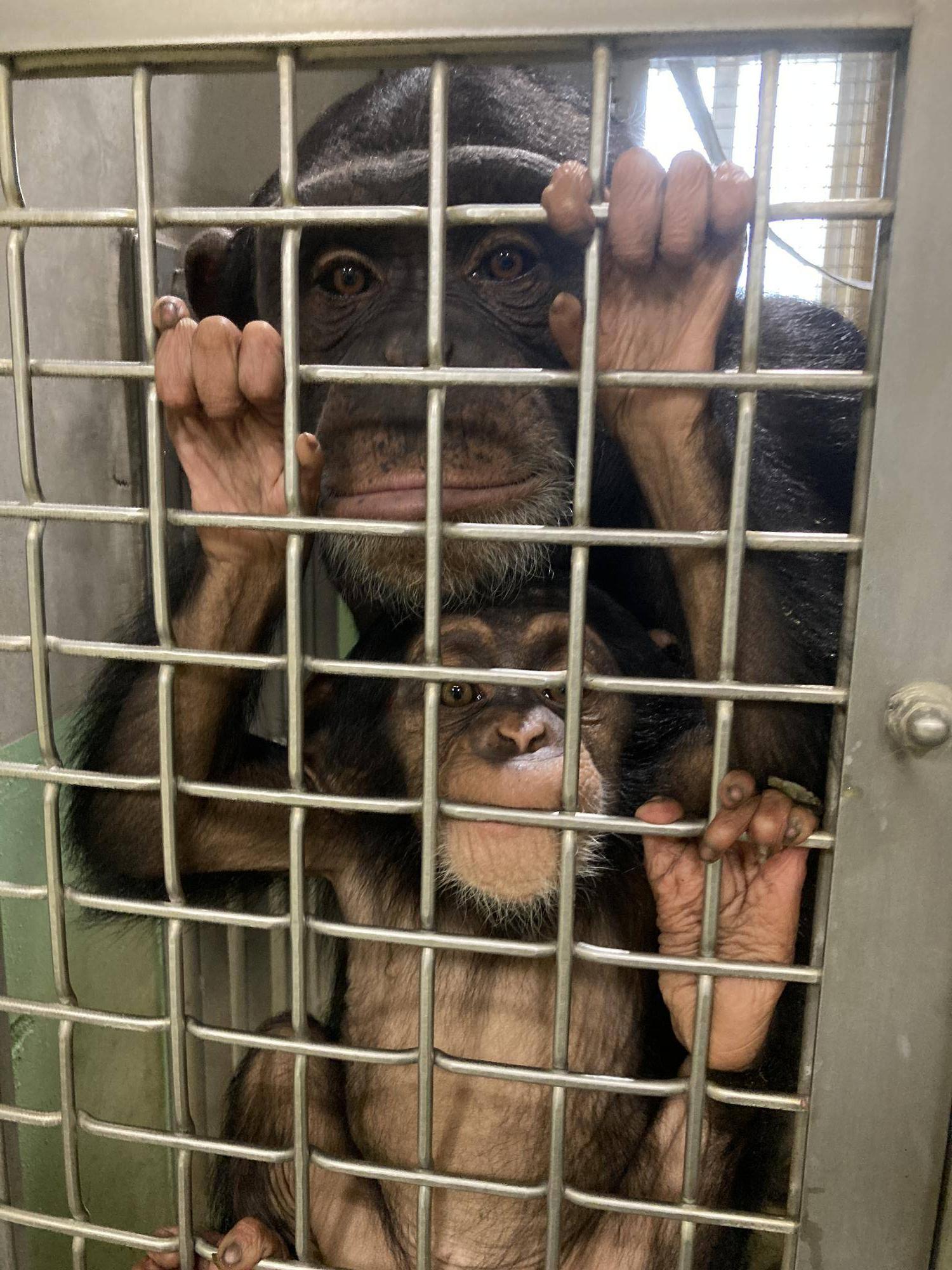 チンパンジーのハル(上 メス)とコサチ(下 メス)のツーショット.jpg