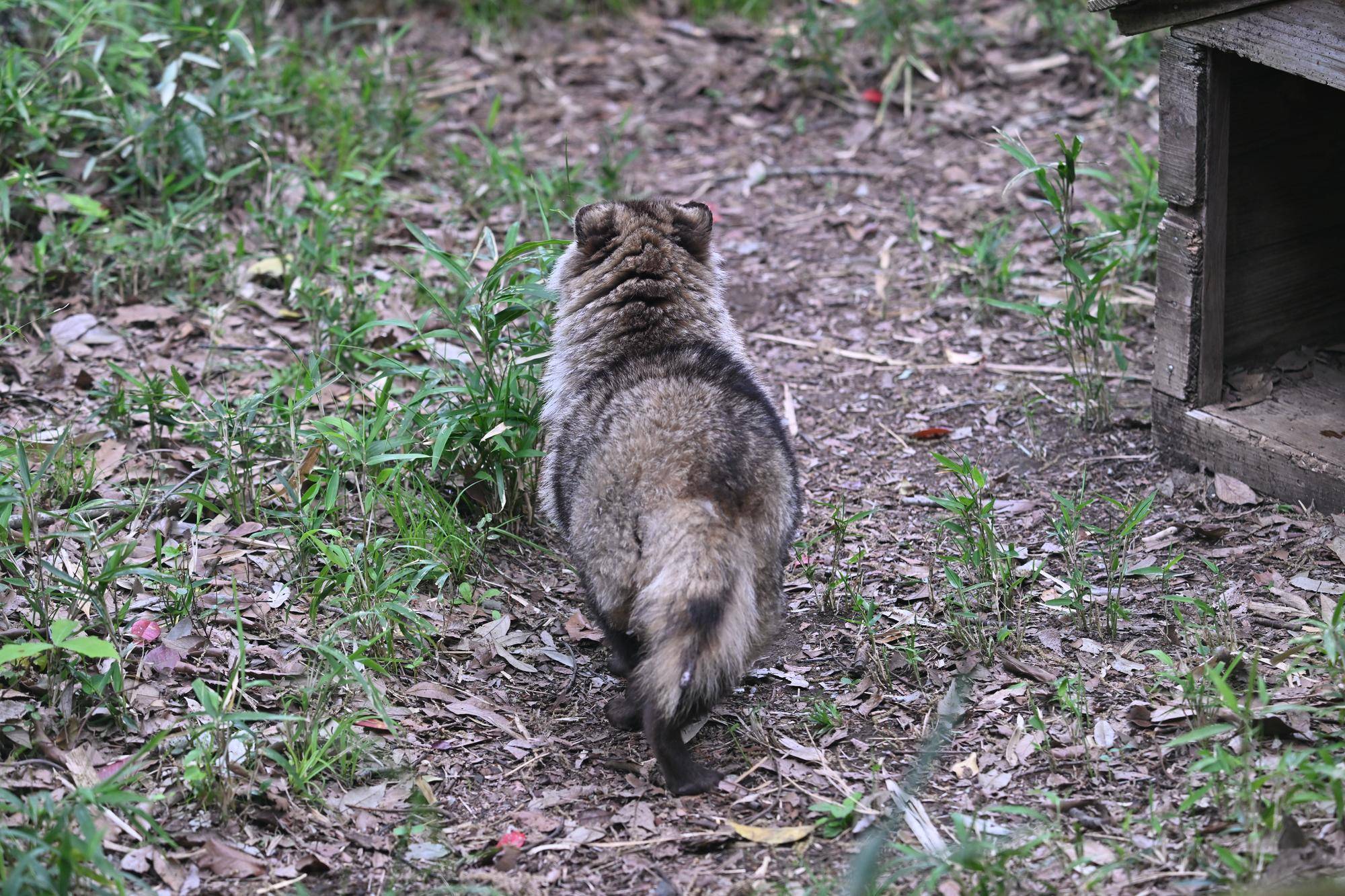 タヌキ後ろ姿.jpg