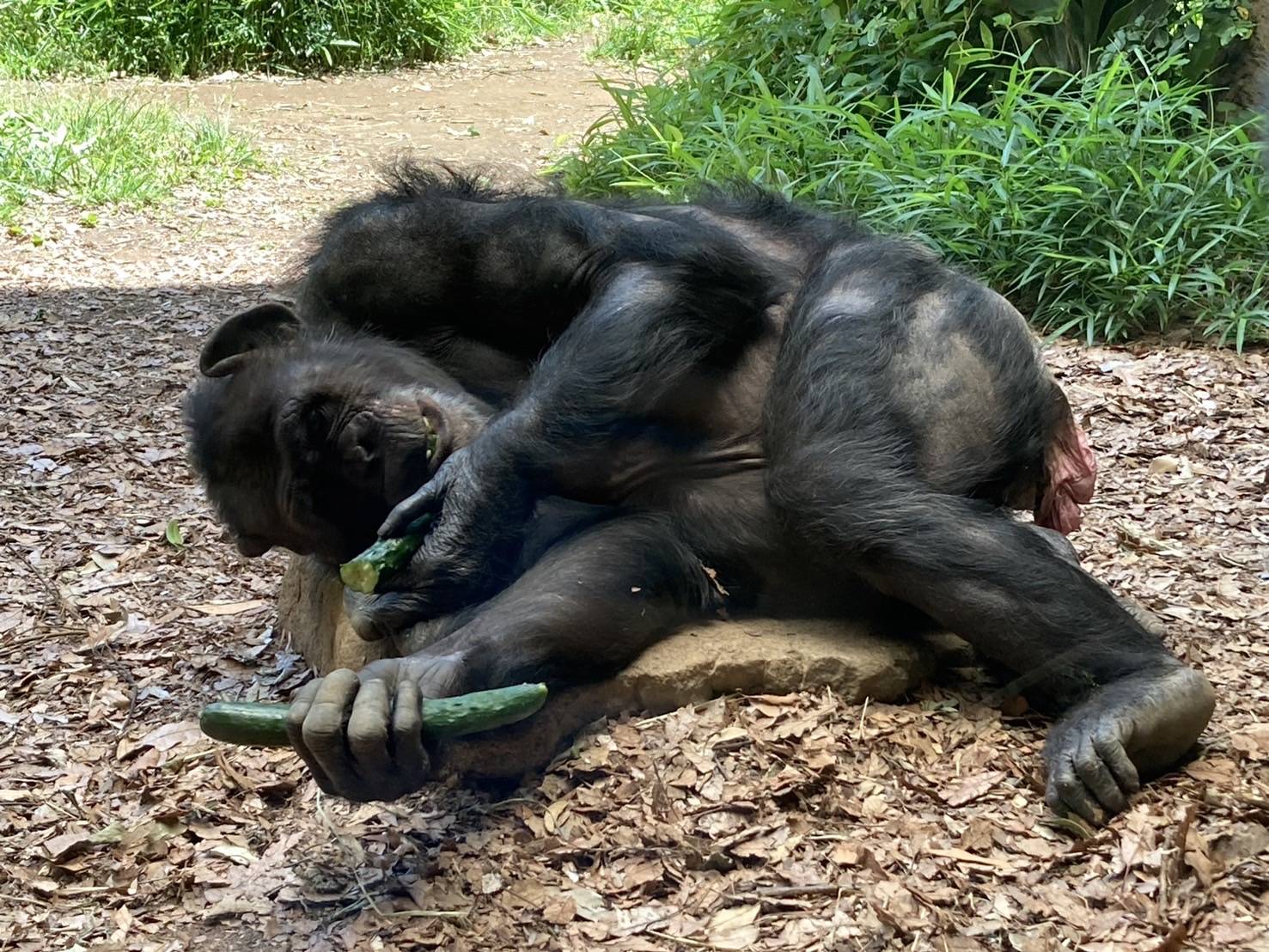 キュウリを食べるチンパンジーのアラレ（メス）.jpg