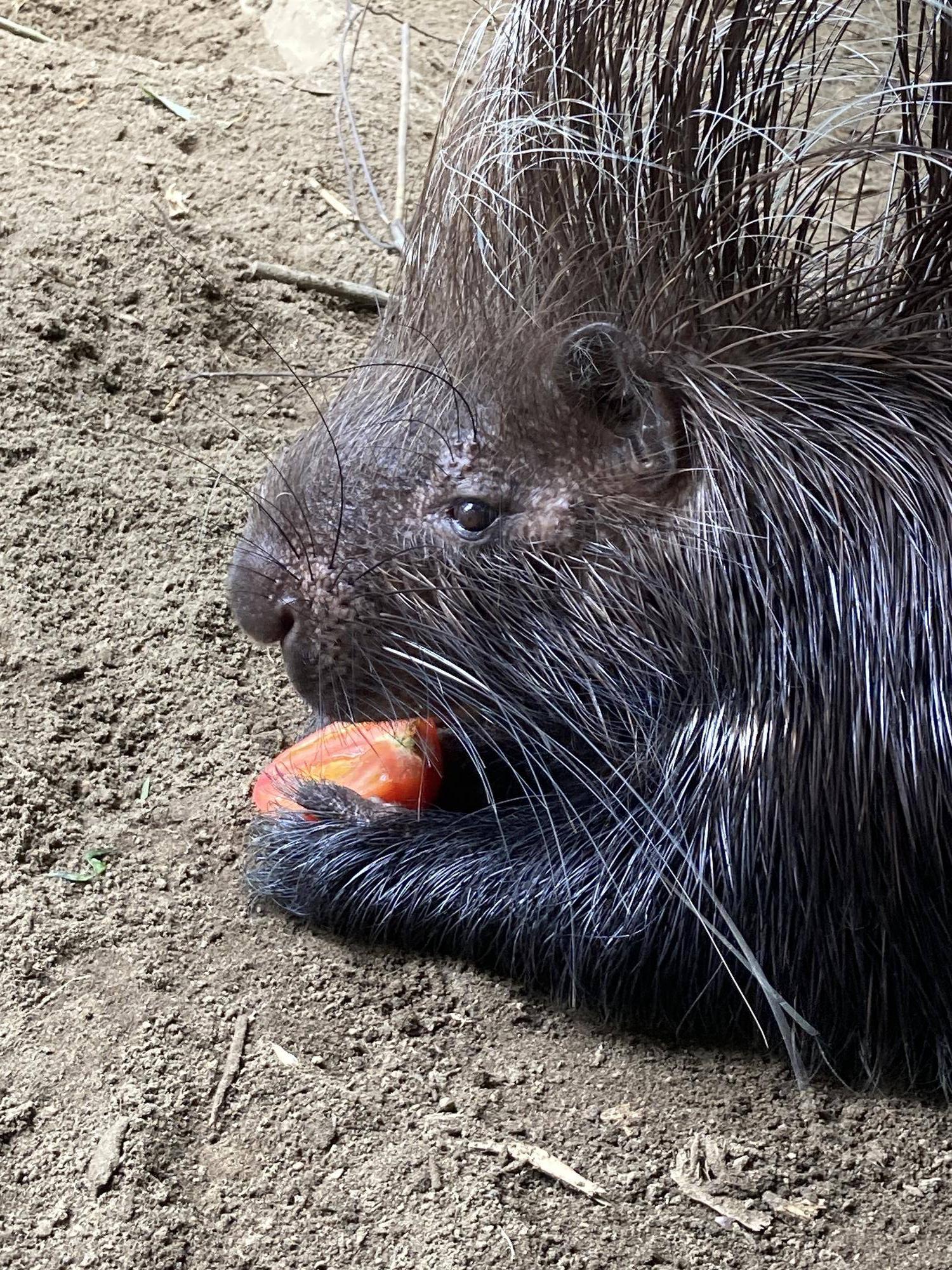 トマトを食べるヤマアラシのネイロ（オス）.jpg