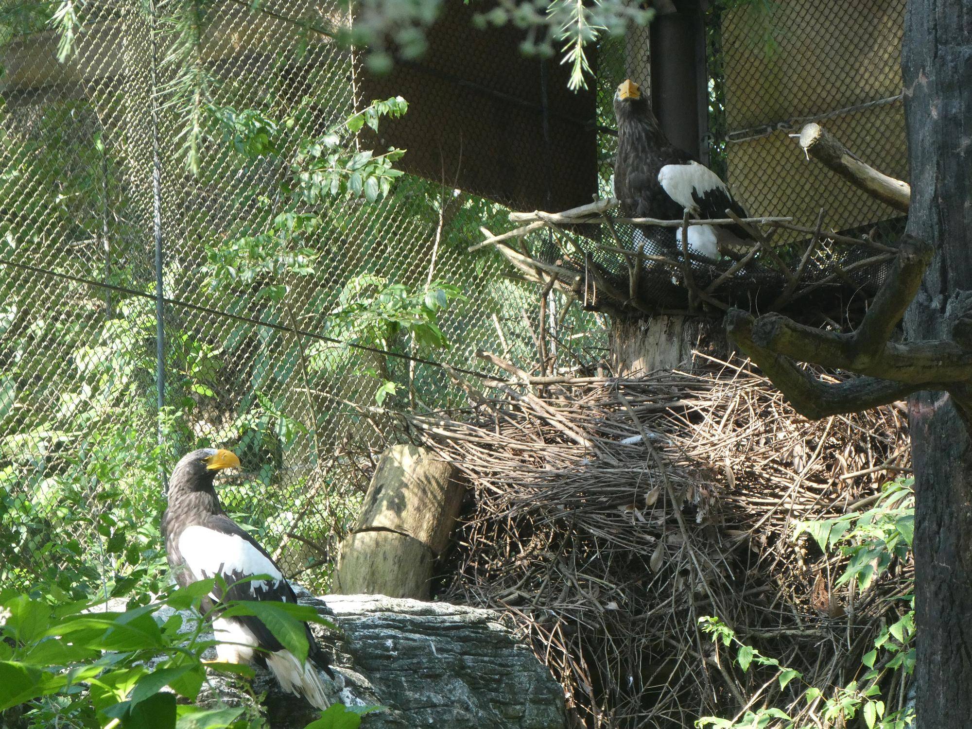 巣台に乗るワシコ、そばにいるワシオ.jpg