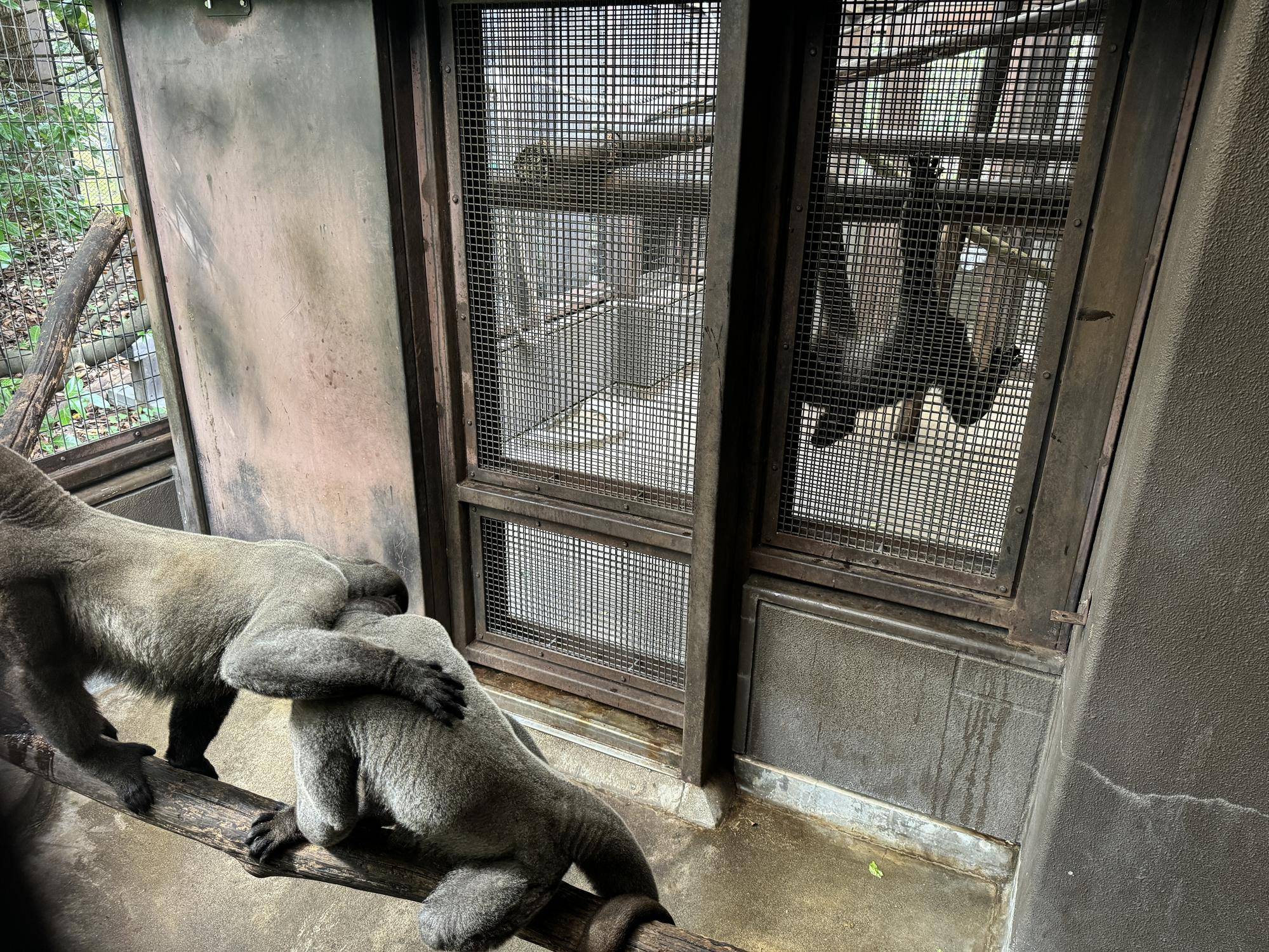 ≪アッサム・ダージリン通信≫　他のウーリーモンキーとの関係２