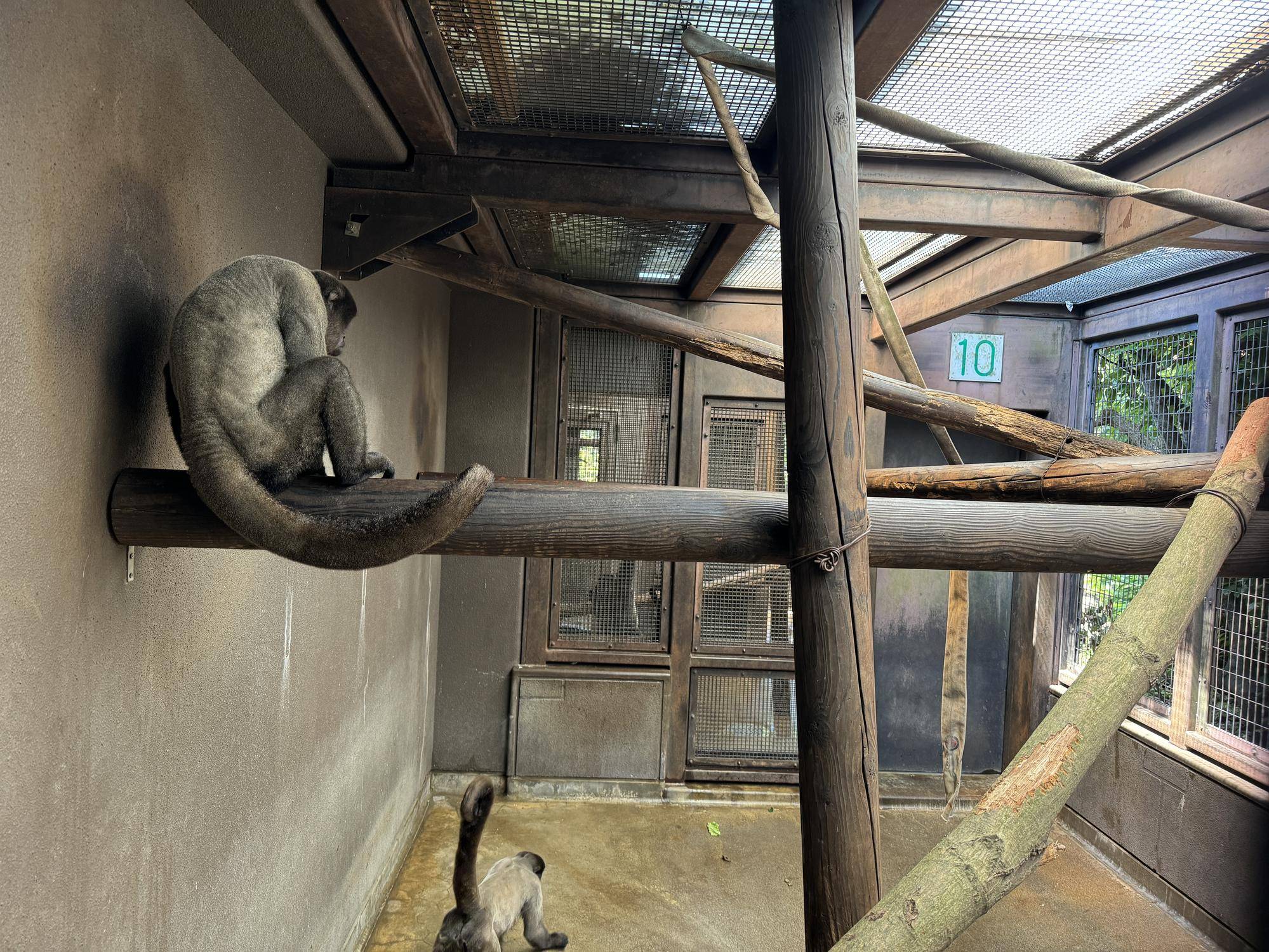 ≪アッサム・ダージリン通信≫　他のウーリーモンキーとの関係①