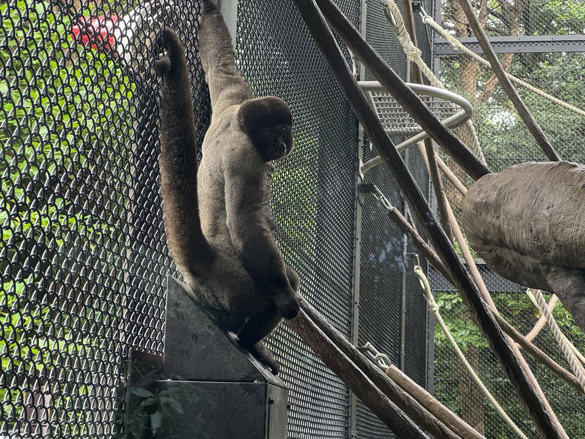 ≪アッサム・ダージリン通信≫展示場デビュー！7