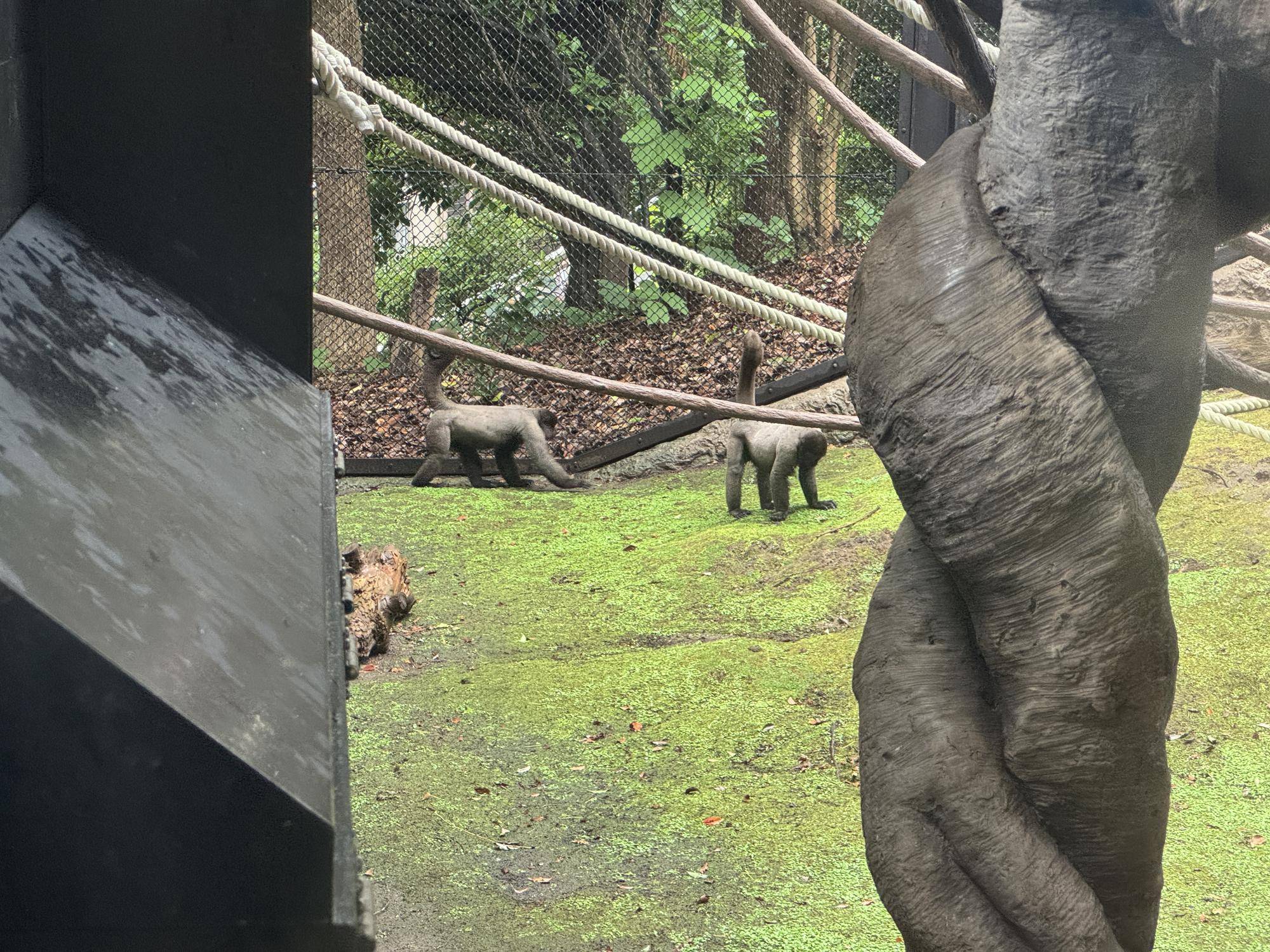 ≪アッサム・ダージリン通信≫展示場デビュー！５