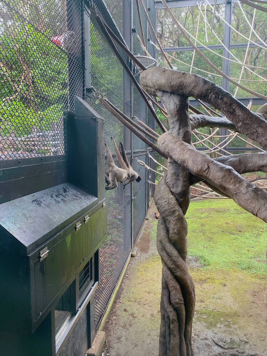 ≪アッサム・ダージリン通信≫展示場デビュー！３