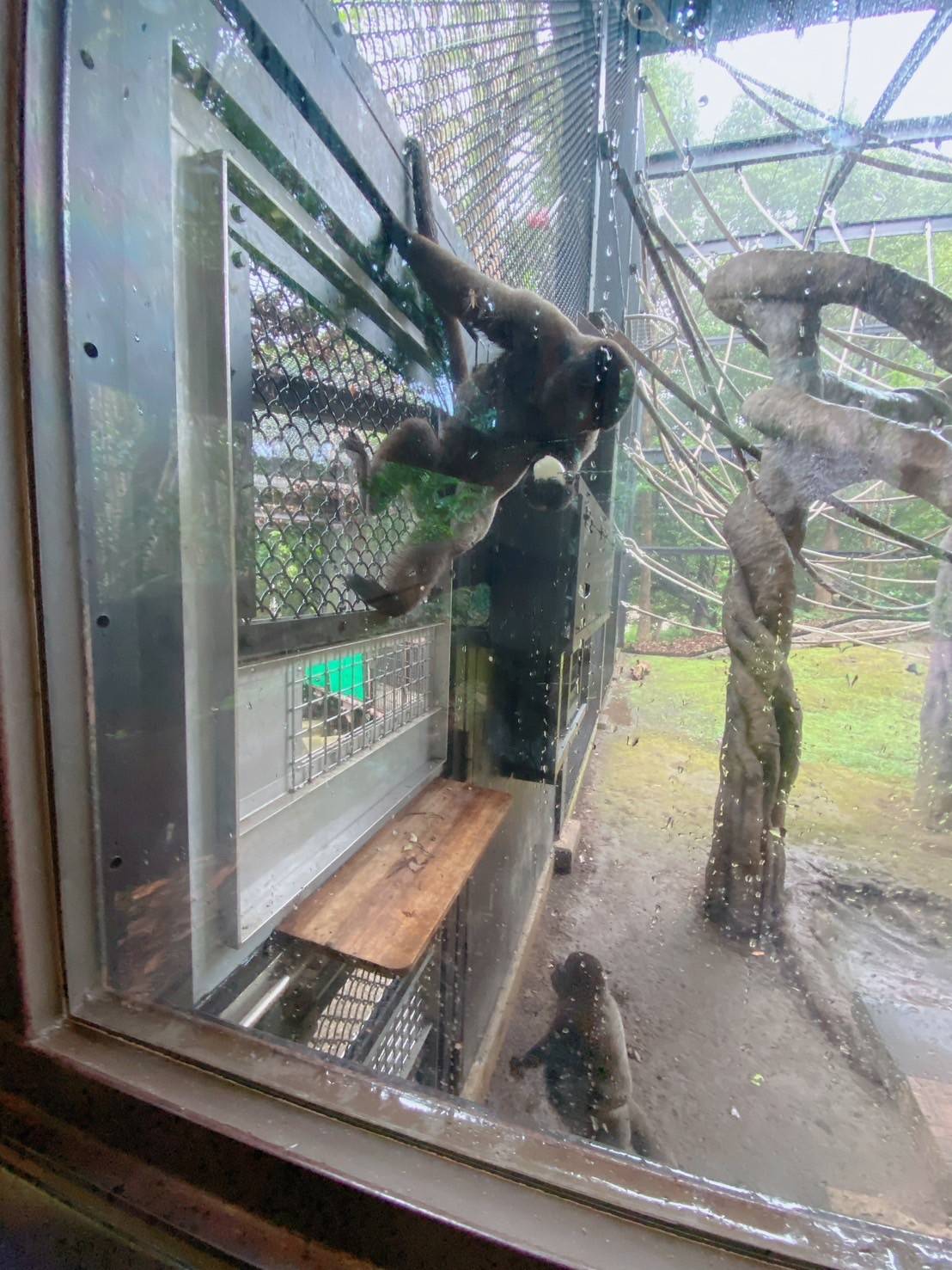 ≪アッサム・ダージリン通信≫展示場デビュー！２