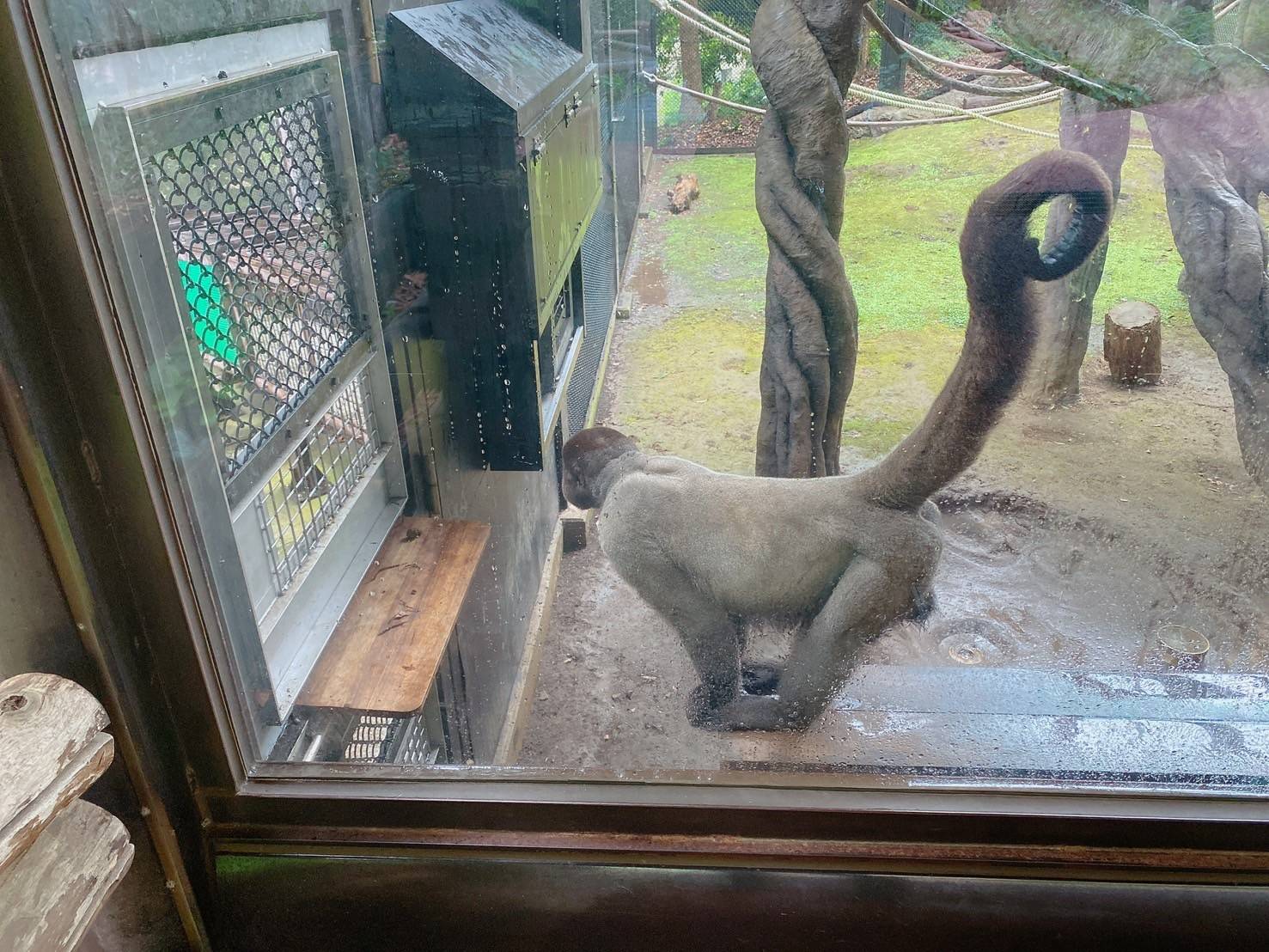 ≪アッサム・ダージリン通信≫展示場デビュー！６-1