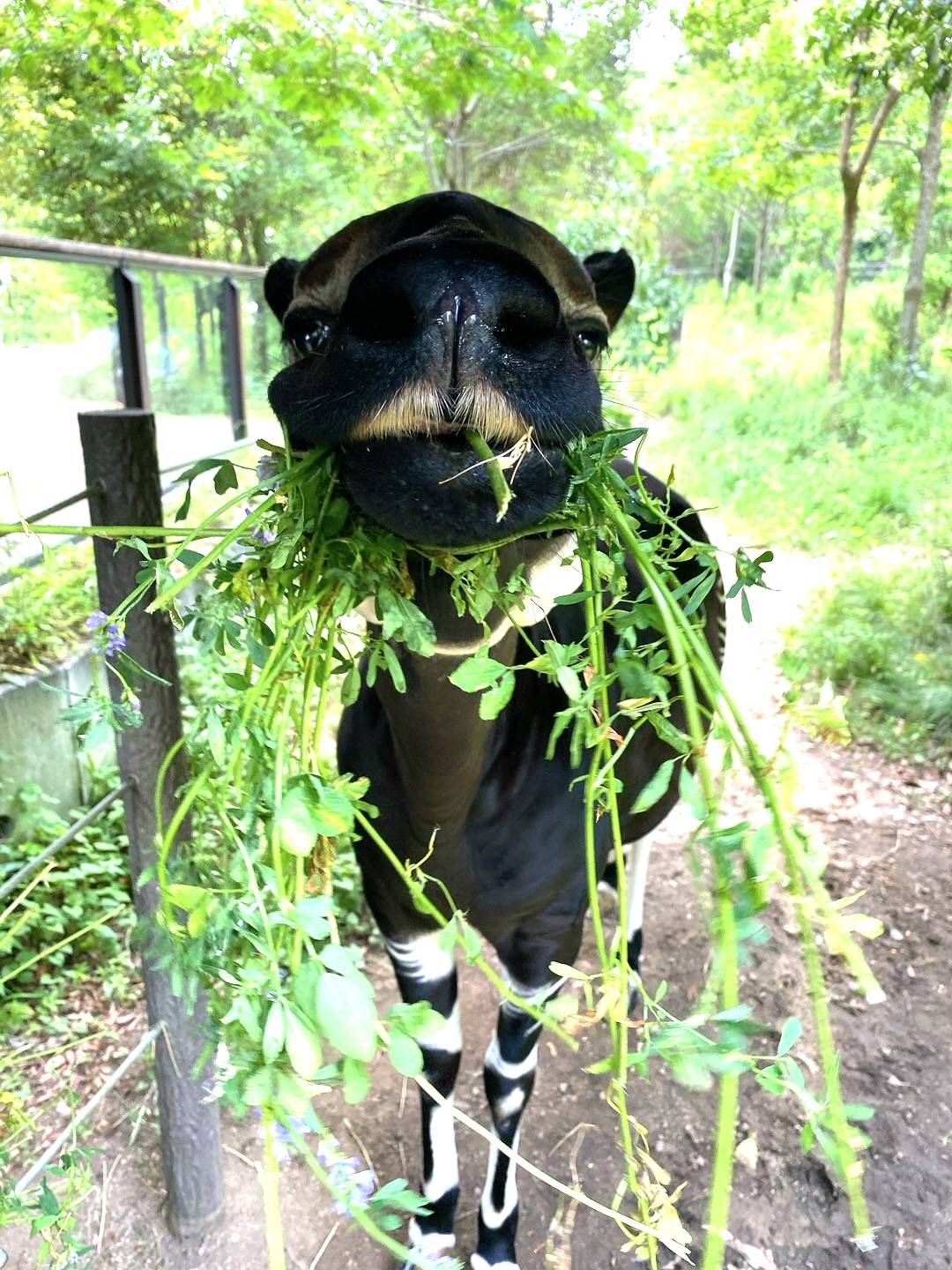 カメラ目線？で草を食べるオカピのララ（メス）.jpg