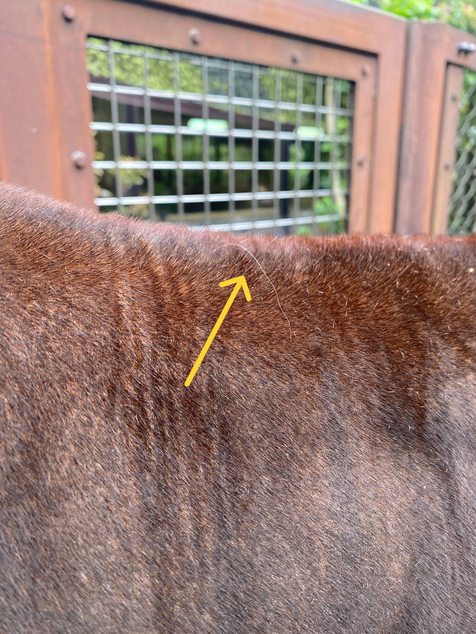 IMG_3598 - コピー.jpg