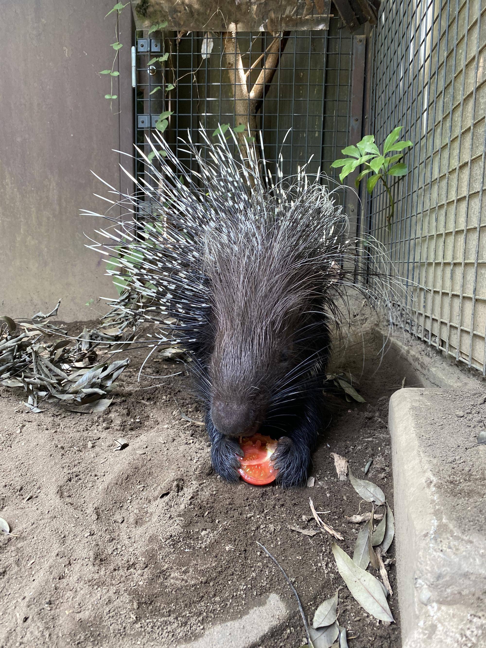 前あしで押さえてトマトを食べる コピー.jpg