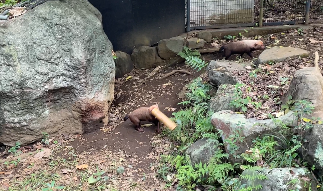 ２竹筒カノン - コピー.png