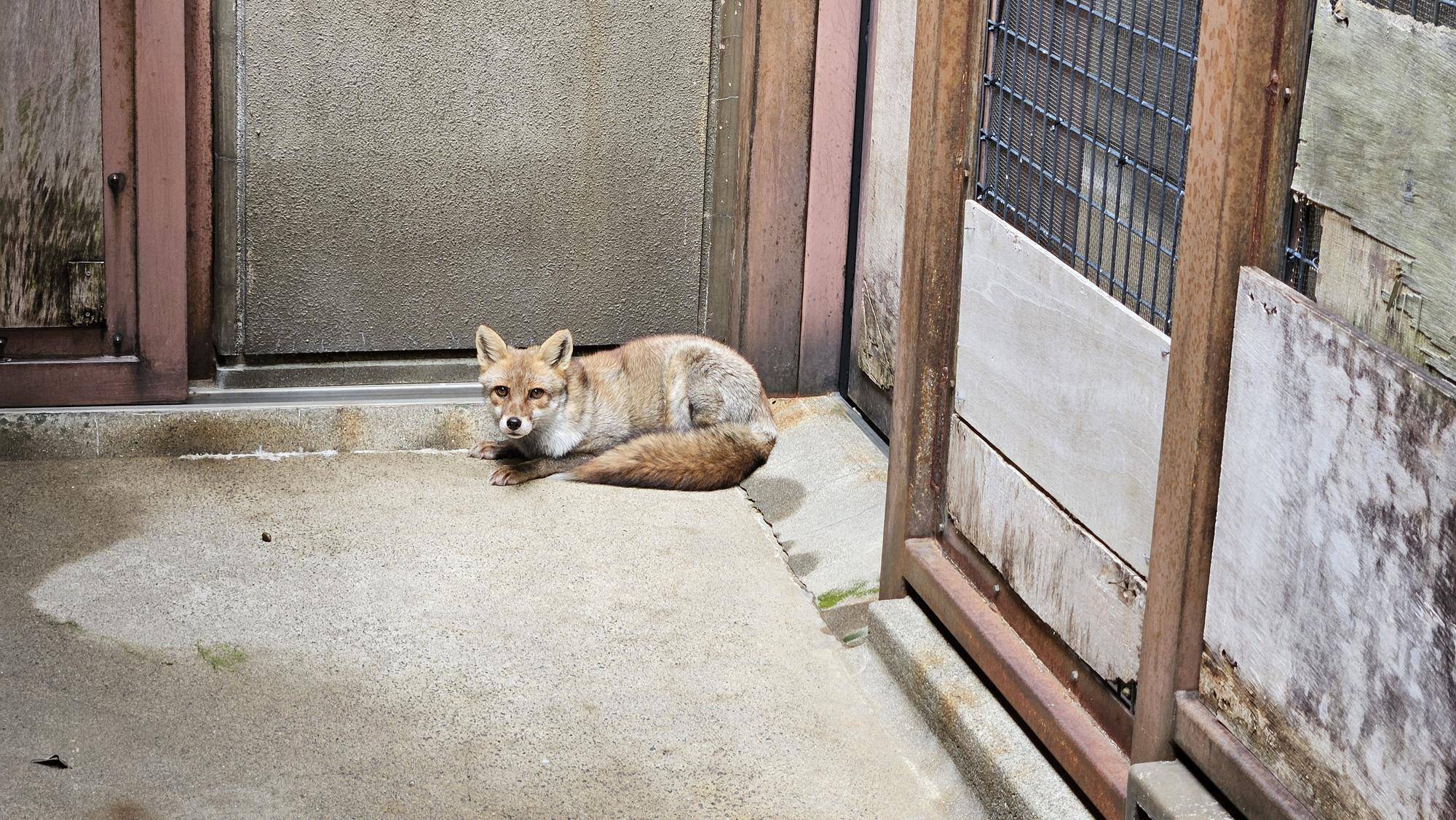 タヌキツ近況ブログ♪-4.jpg