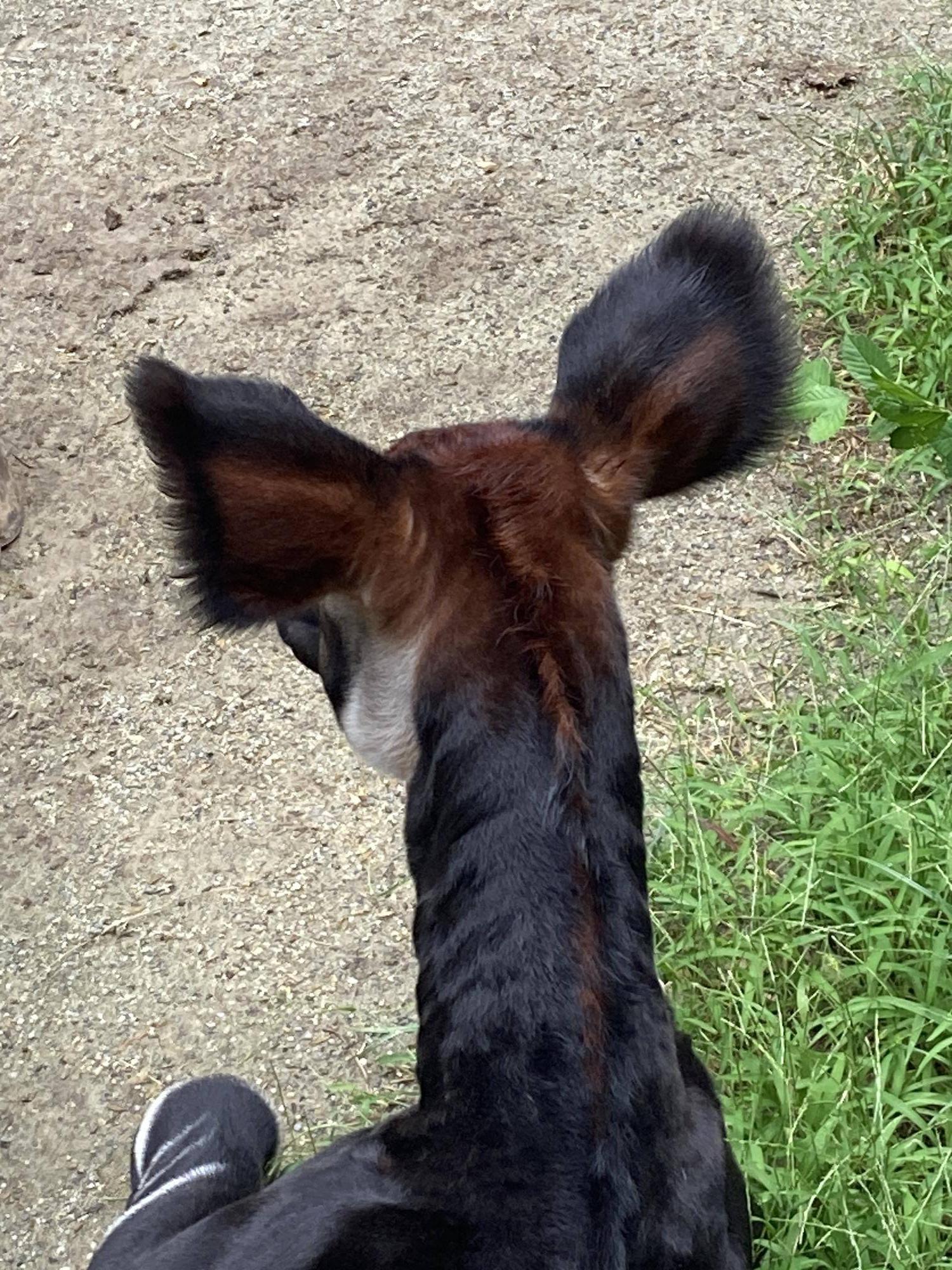 オカピのフラハ(メス)の後頭部.jpg