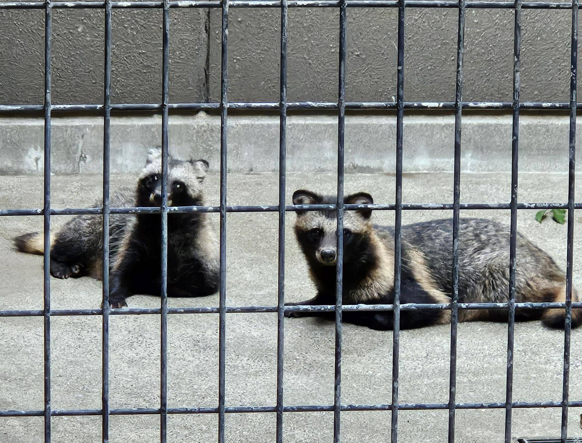 タヌキツ近況ブログ♪-3.jpg
